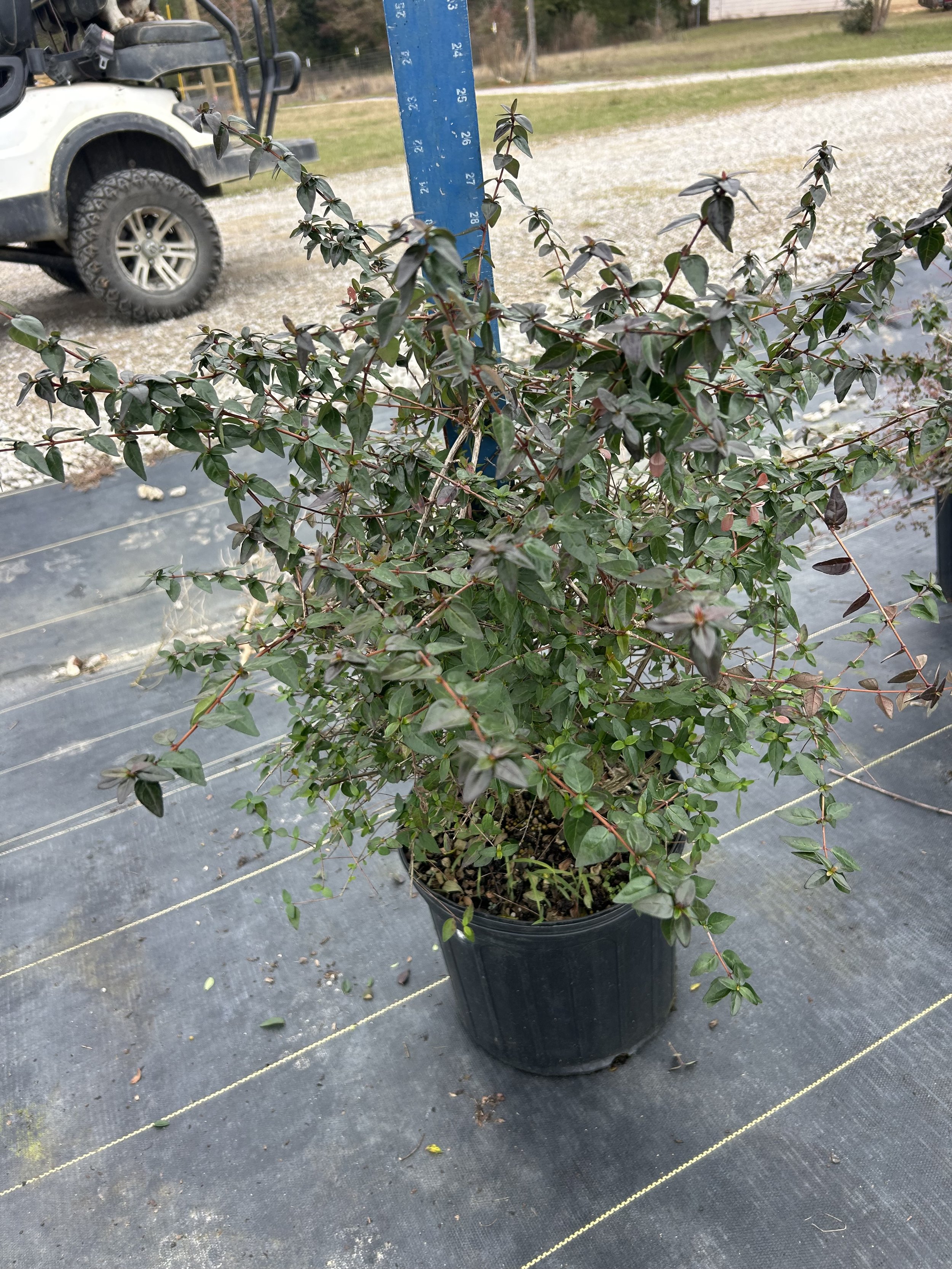 3G Abelia Edward Goucher Winter 2025