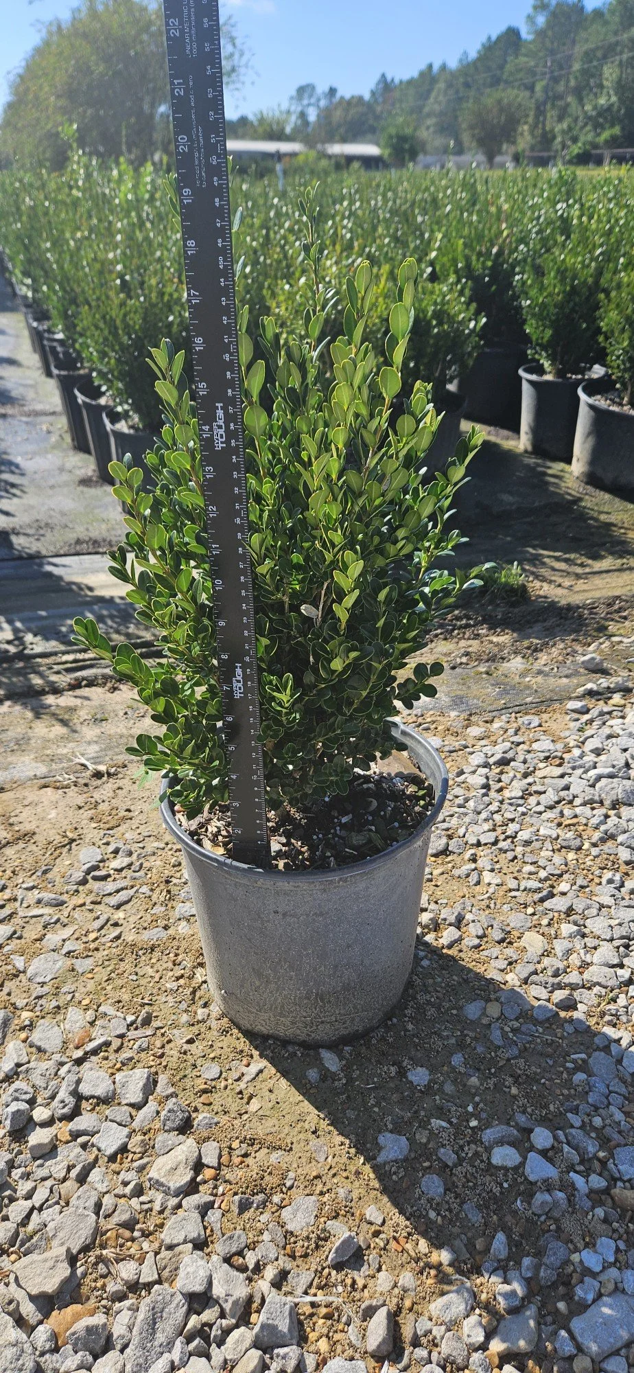 3G Wintergreen Boxwood Winter 2025