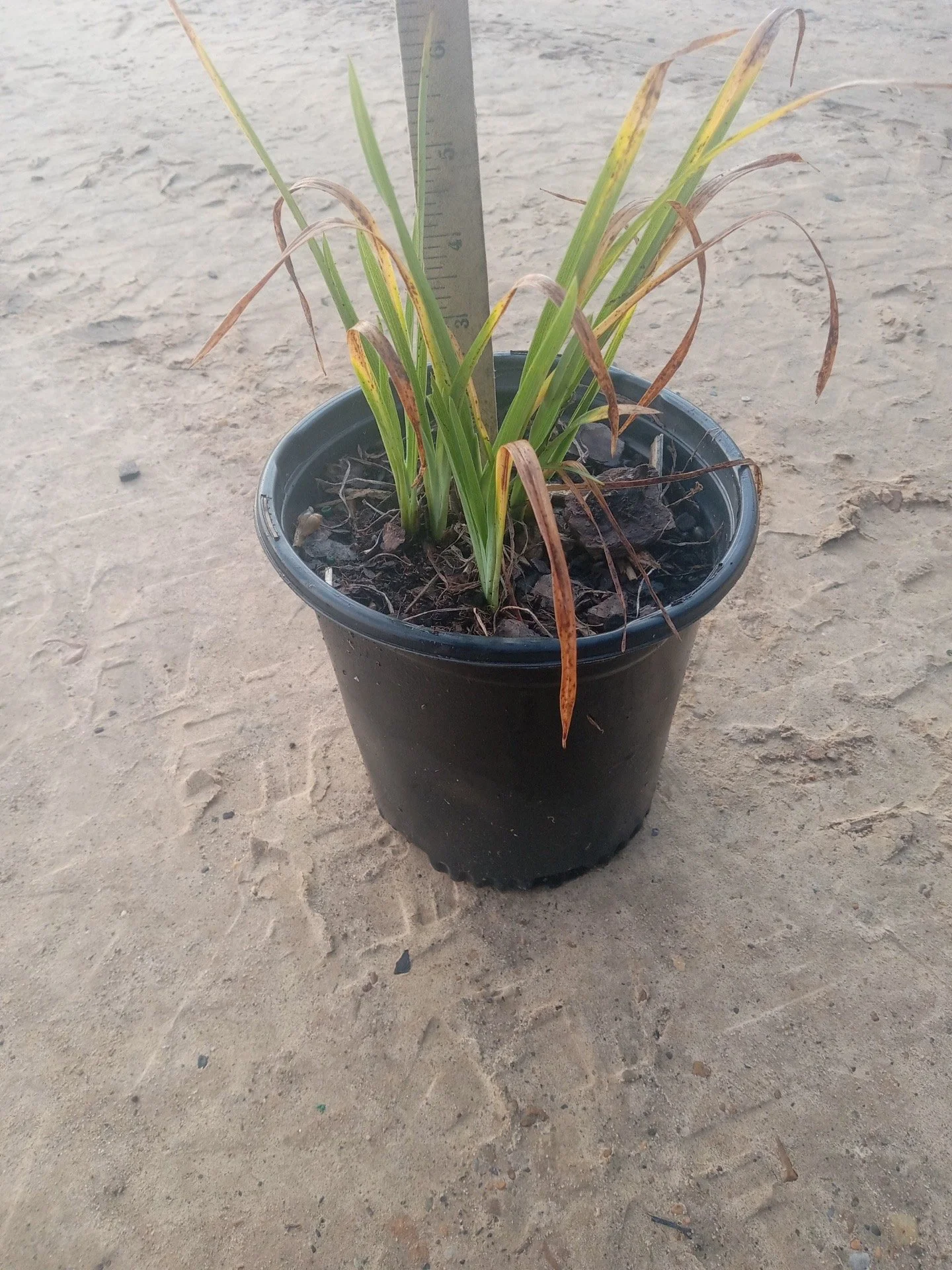Daylily 'Aztec Gold'