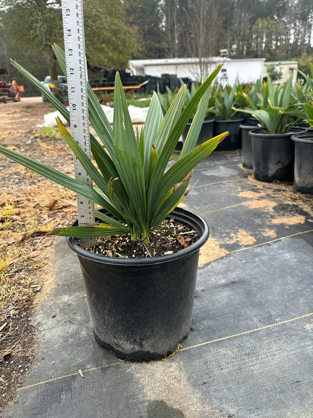 3G Dwarf Palmetto Winter 2025