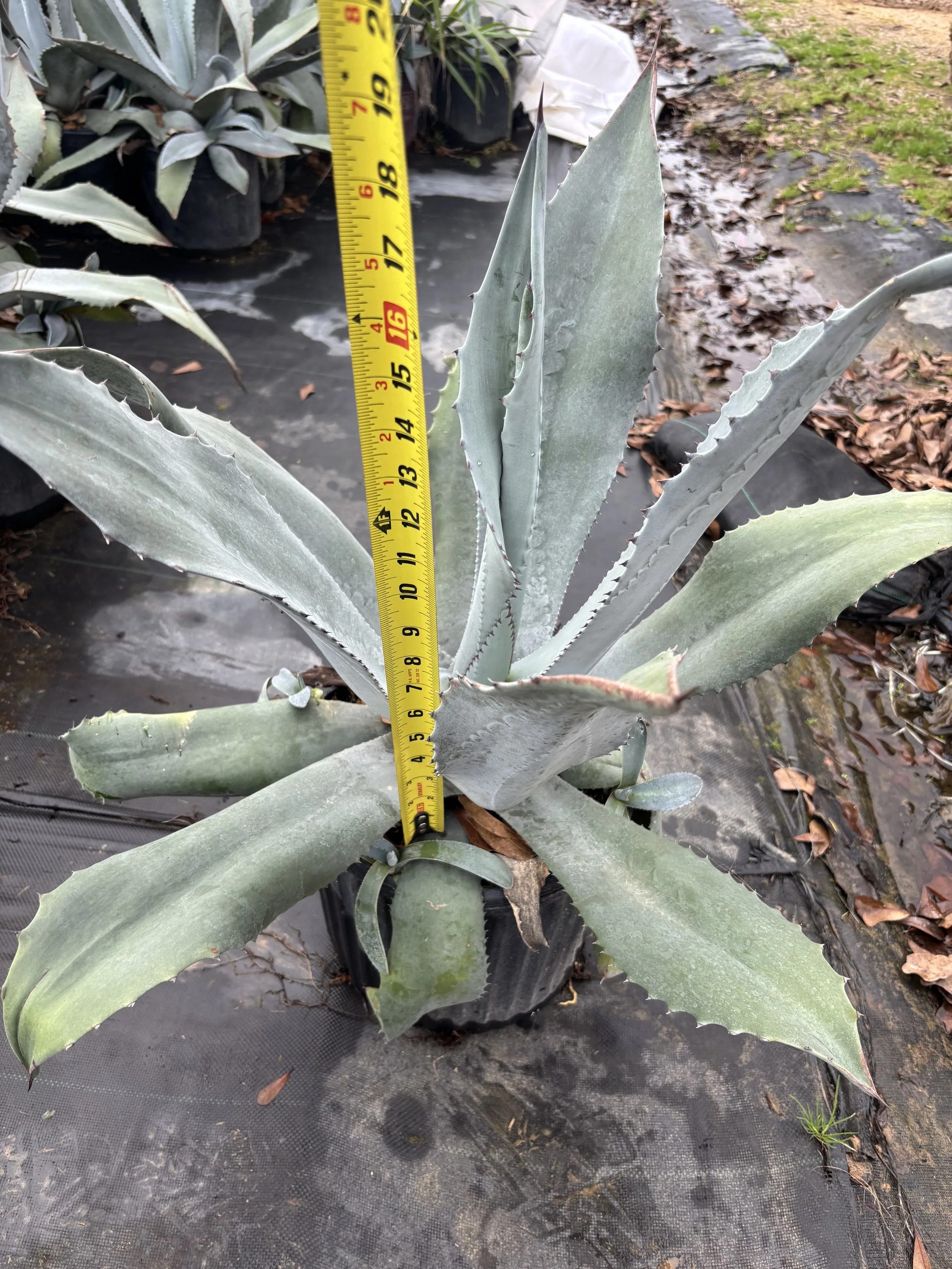 3G Blue Agave Winter 2025