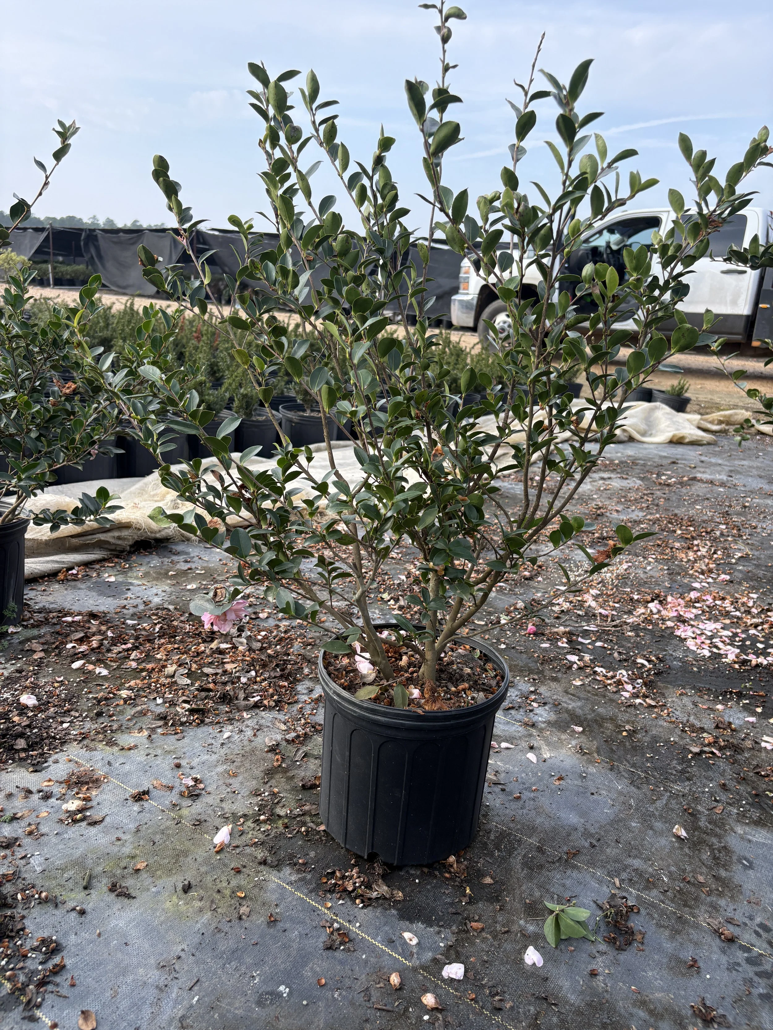 3g Cotton Candy Winter 2025.jpeg