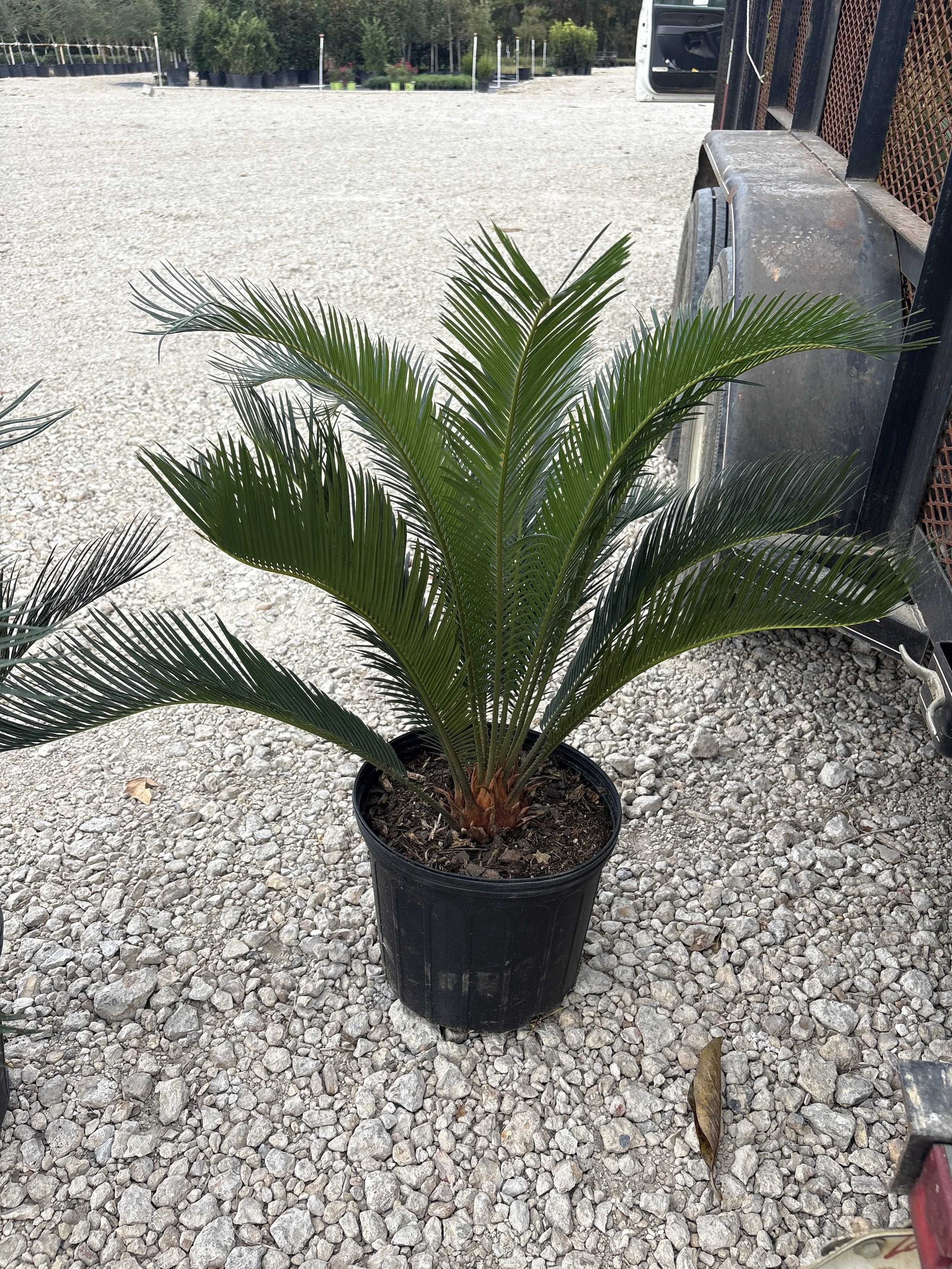 3G Sago Palm Winter 2025