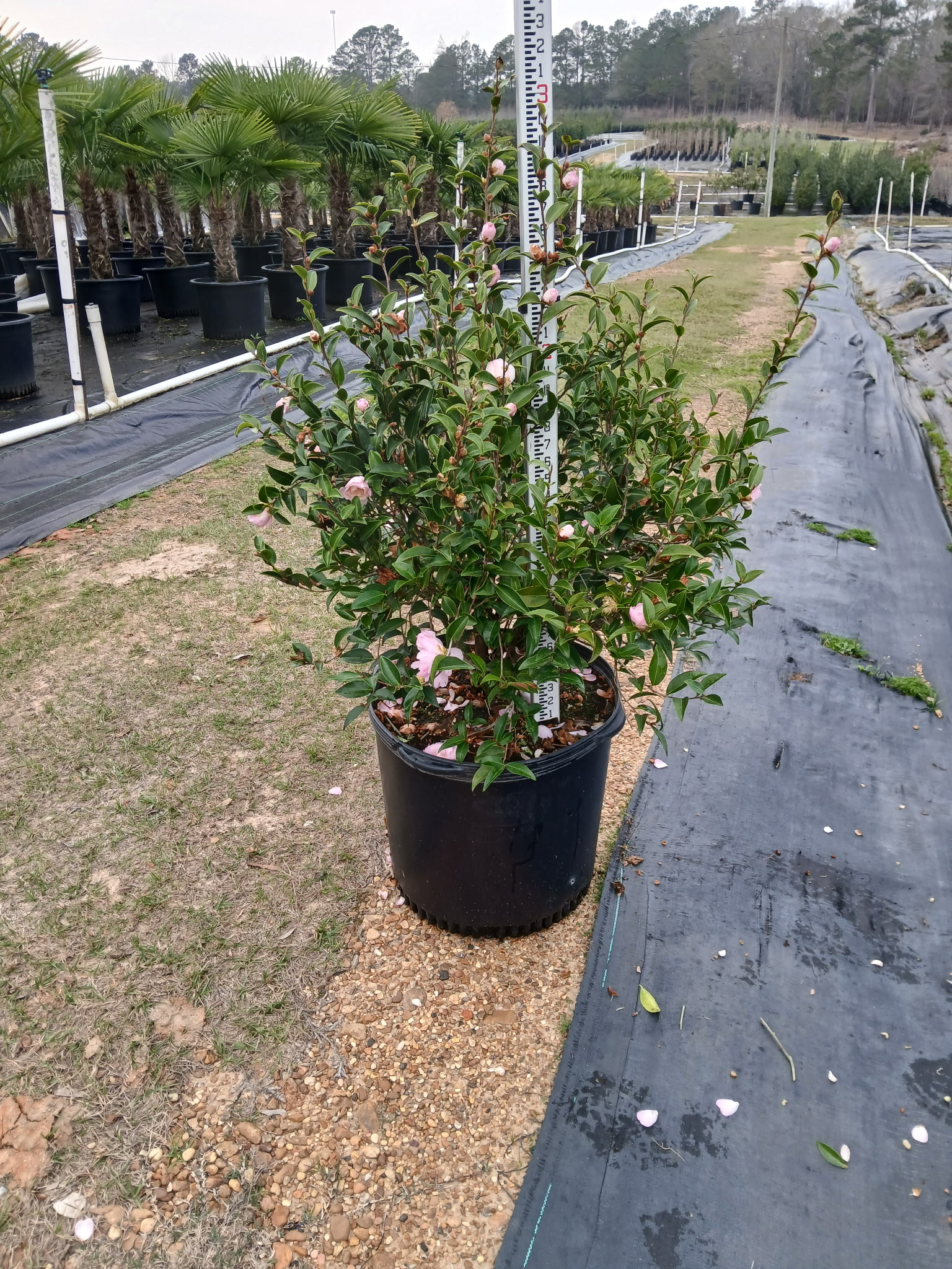 15g Cotton Candy Winter 2025.png