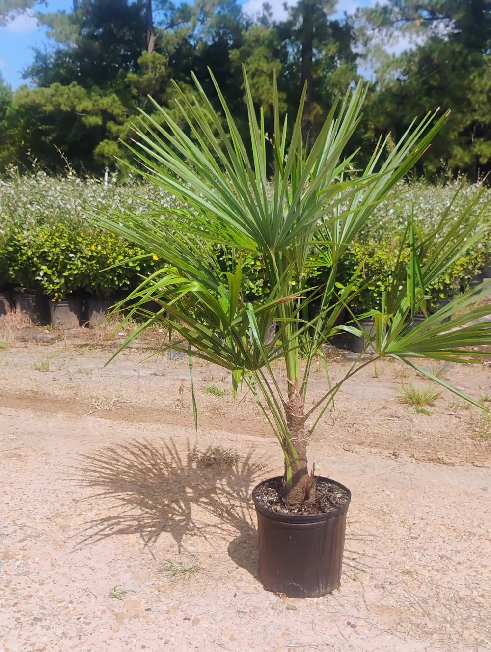 Palm 'Windmill'  Bayou State Plant Co.