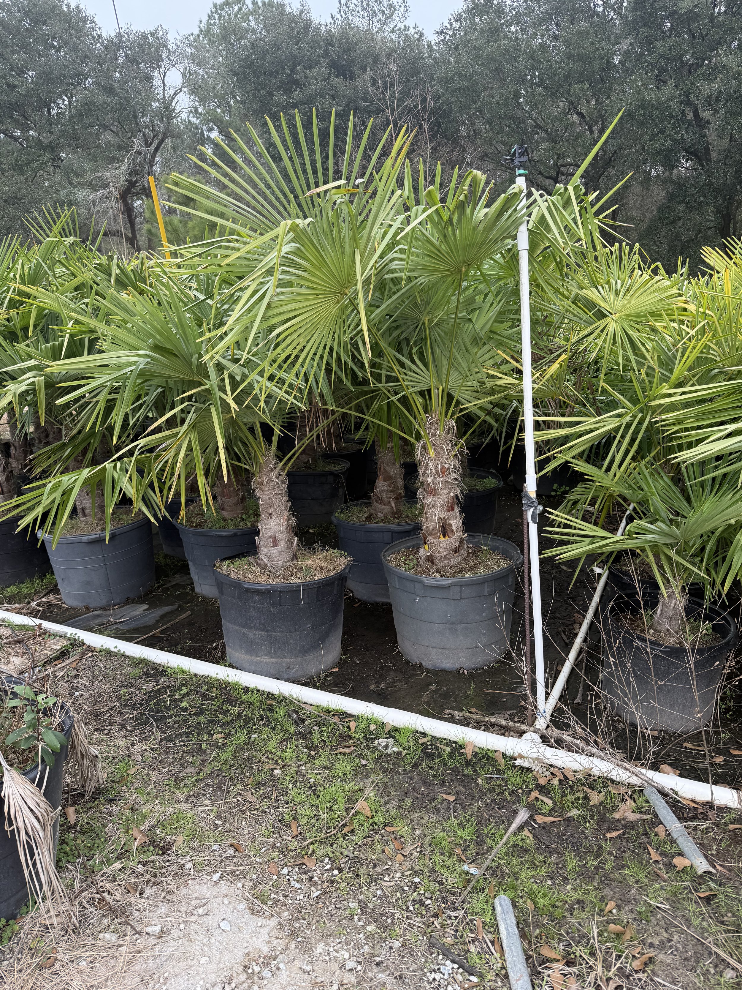 30G Windmill Palm Winter 2025