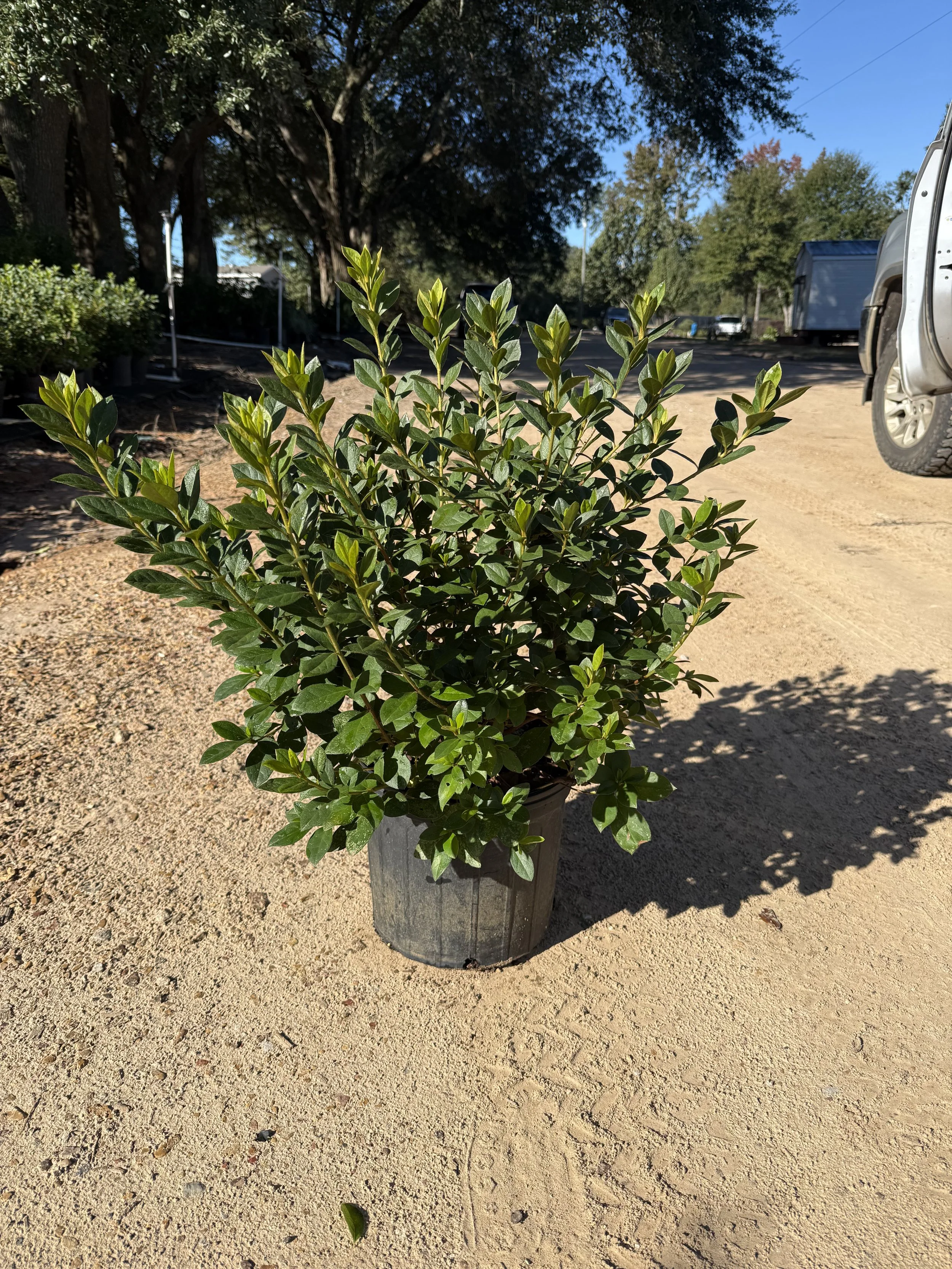 3G Pink Formosa Azalea Winter 2025