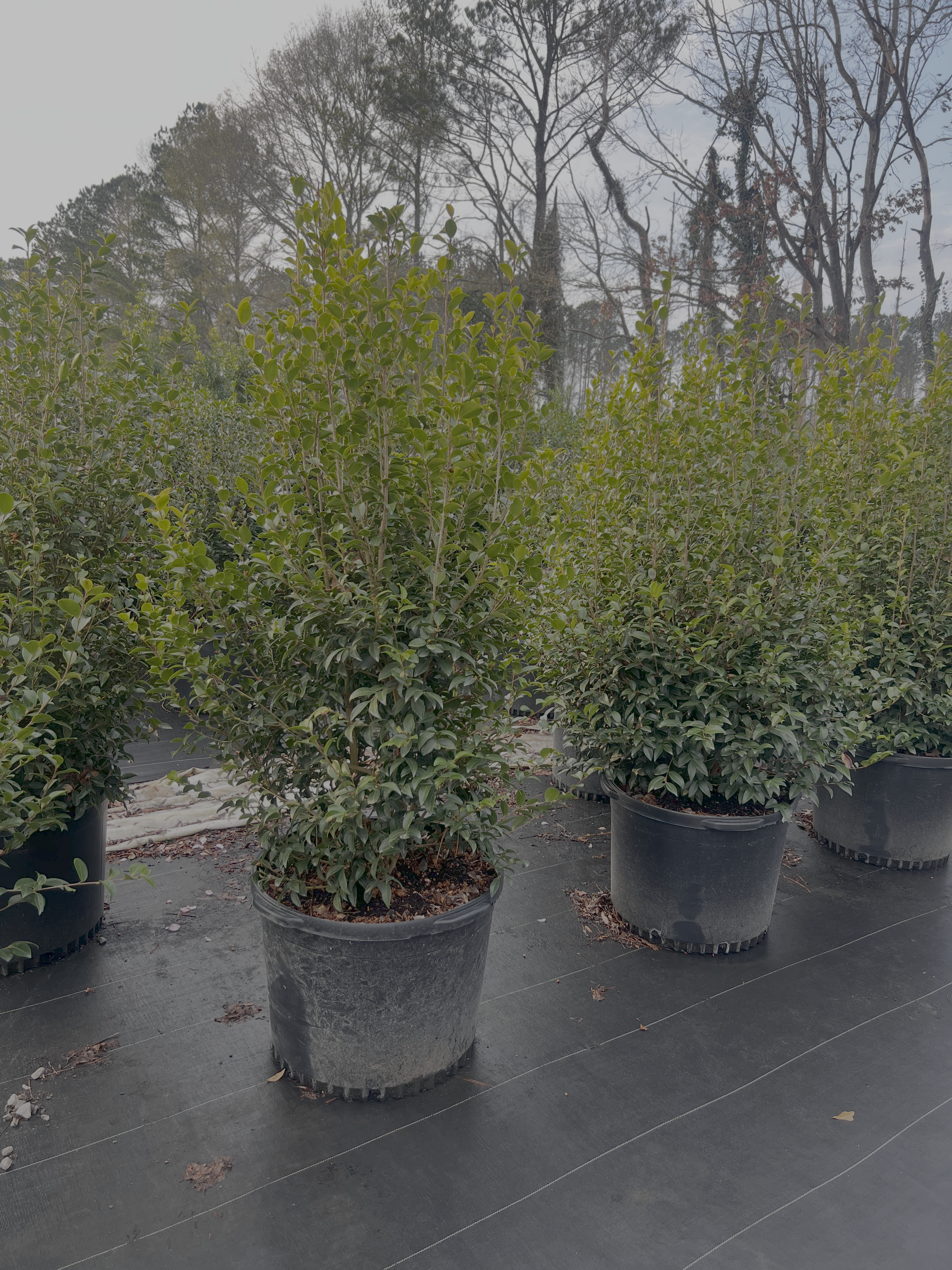 30g Cotton Candy Winter 2025.png