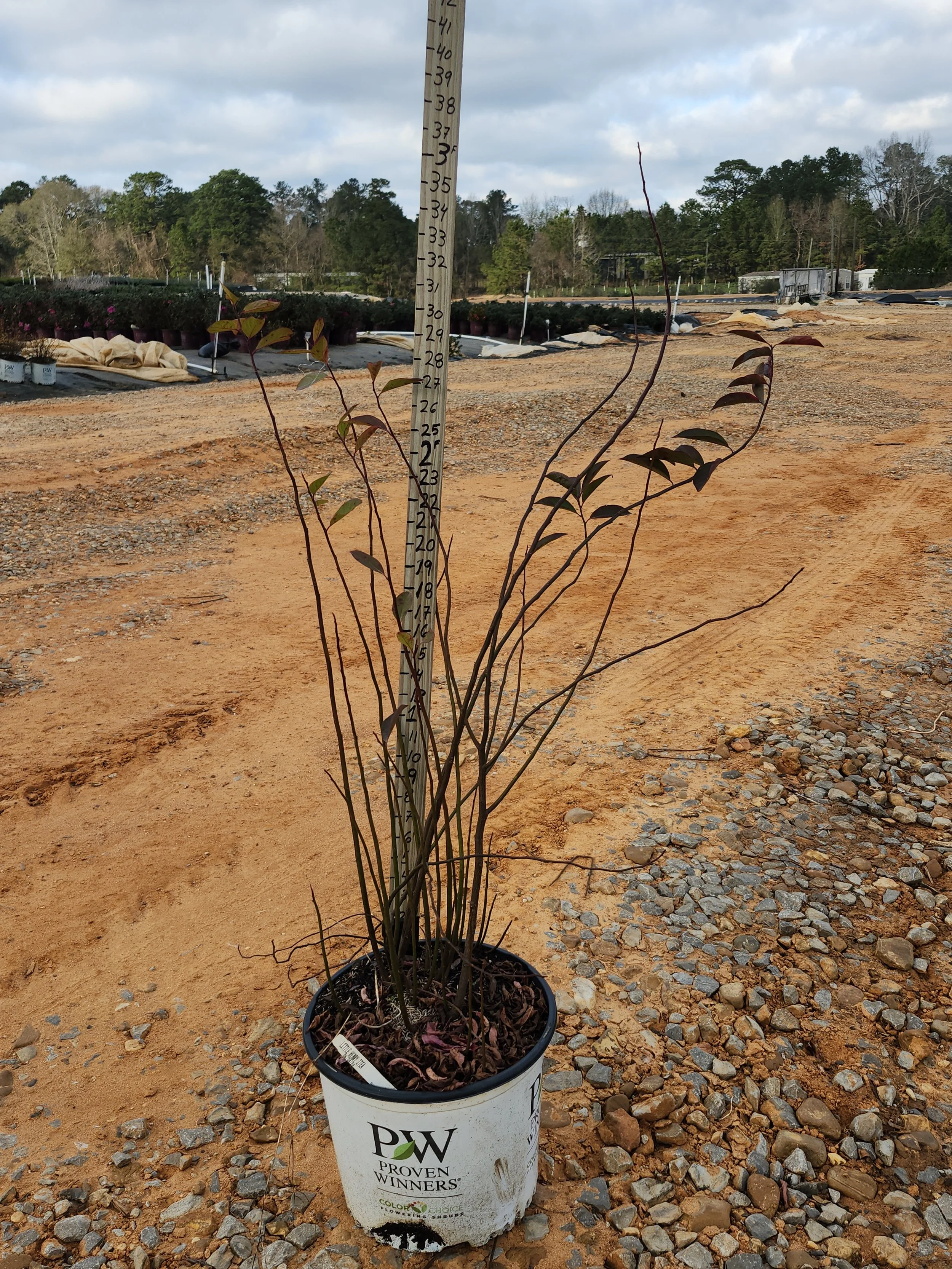 Proven Winners® Itea ‘Little Henry’