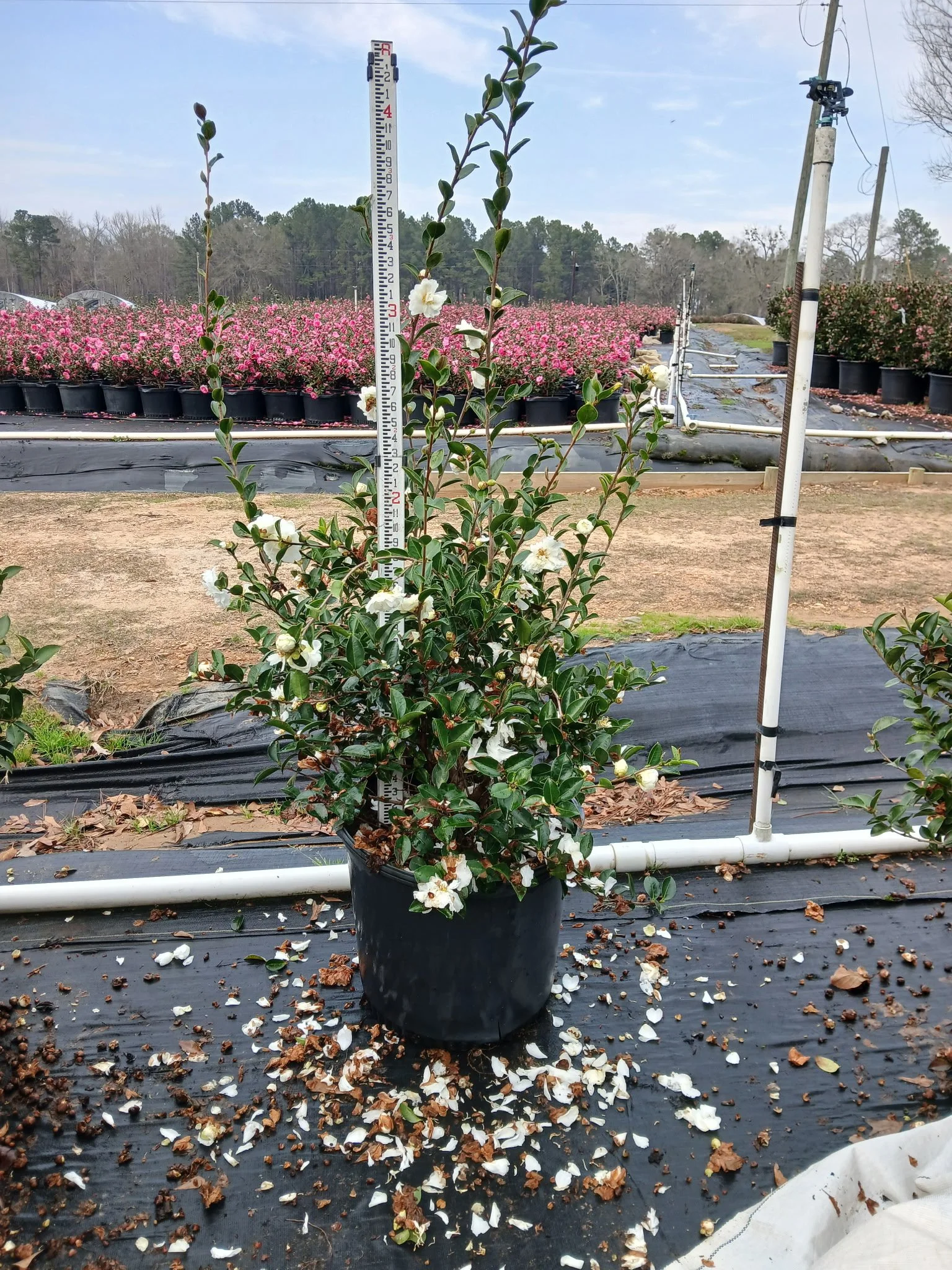 15g Mine No Yuki Winter 2025.jpeg