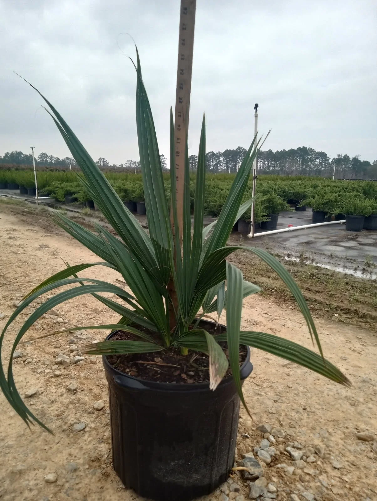 7 gallon Palm Dwarf Palmetto