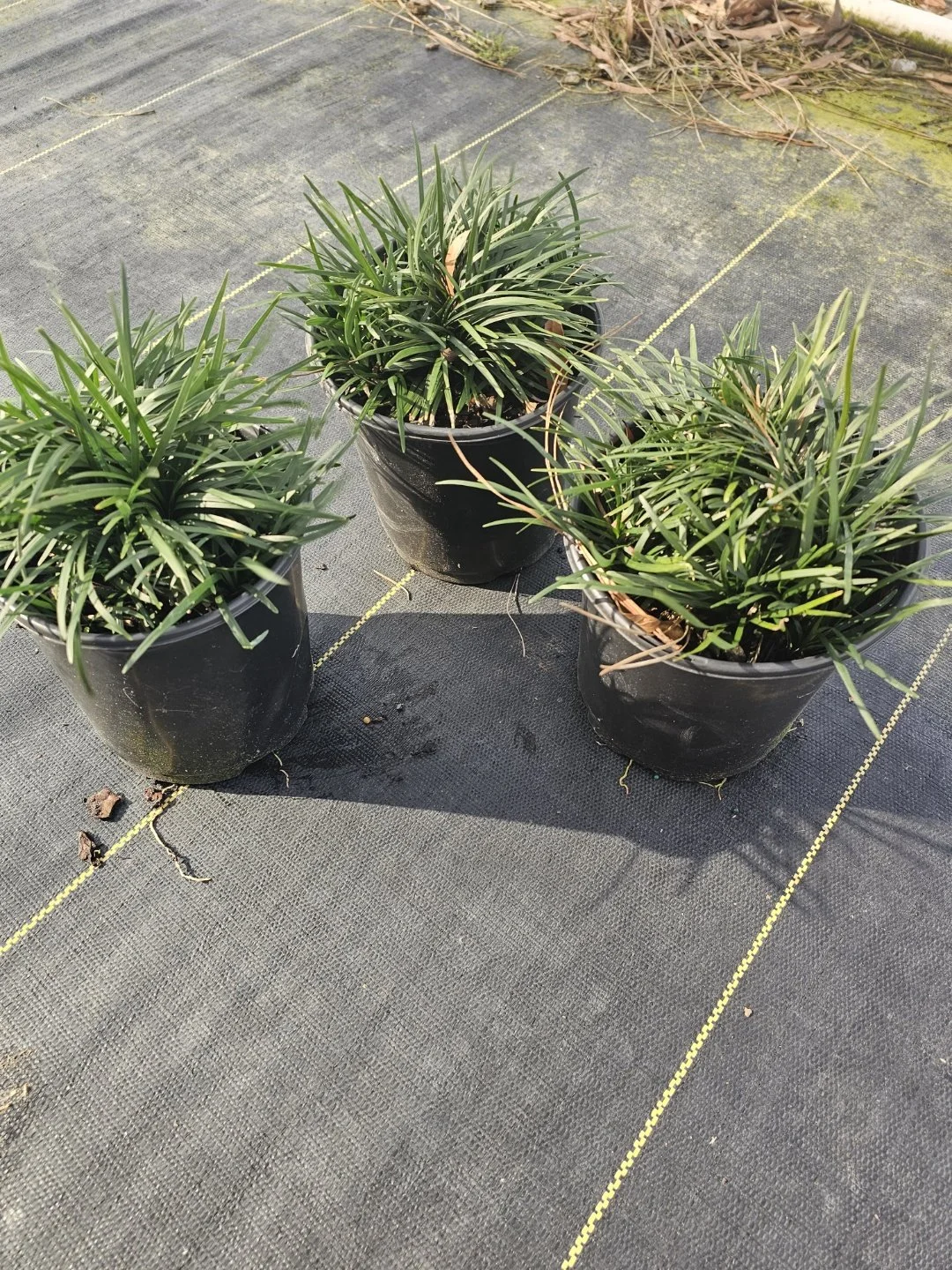 1G Dwarf Mondo Winter 2025.jpeg