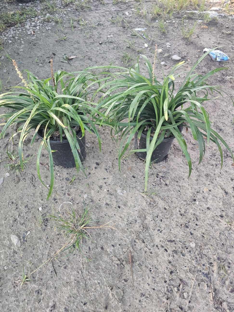 1G Royal Purple Liriope Winter 2025