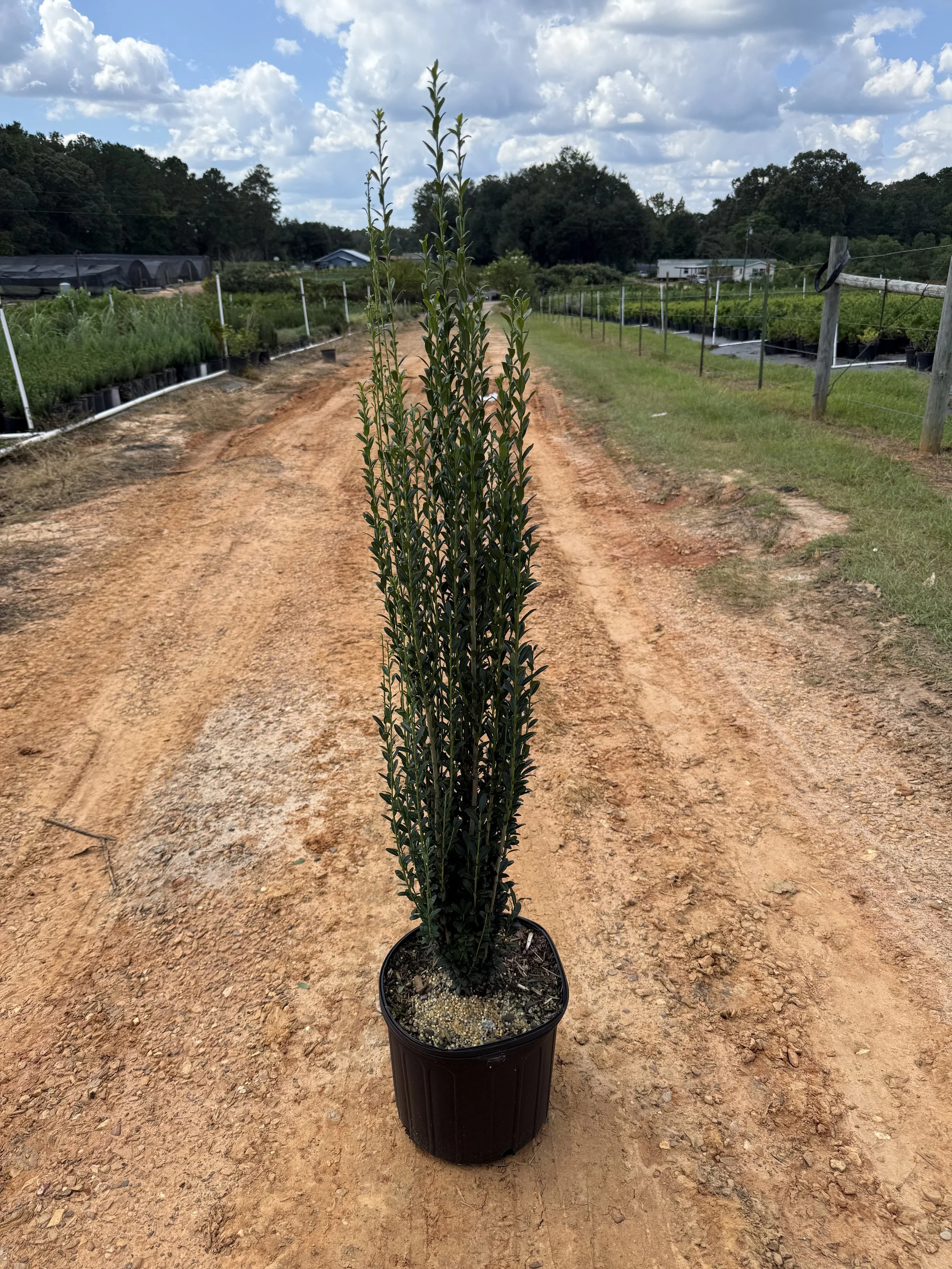 3G Sky Pencil Holly Winter 2025