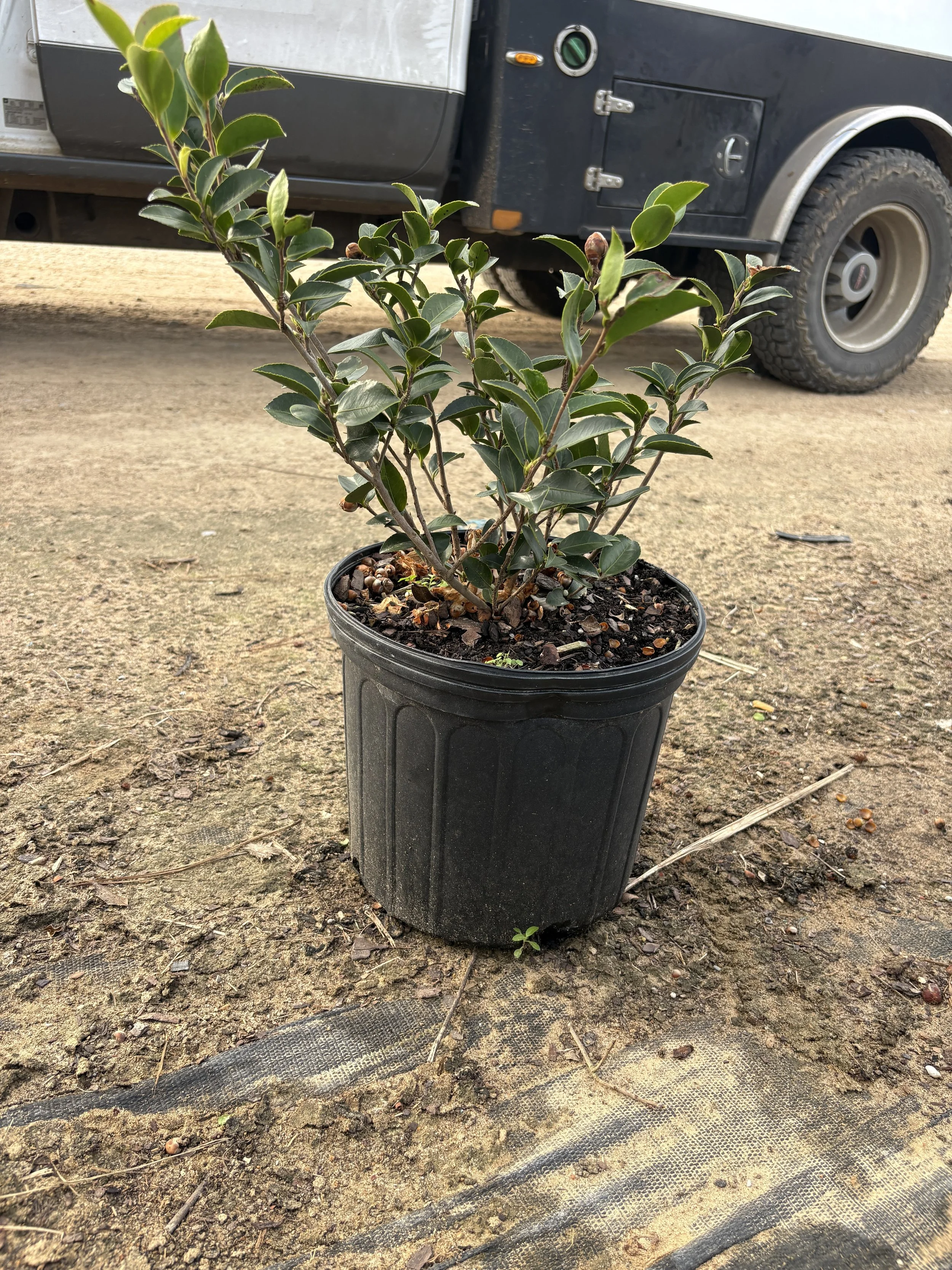 3g Mine No Yuki Winter 2025.jpeg