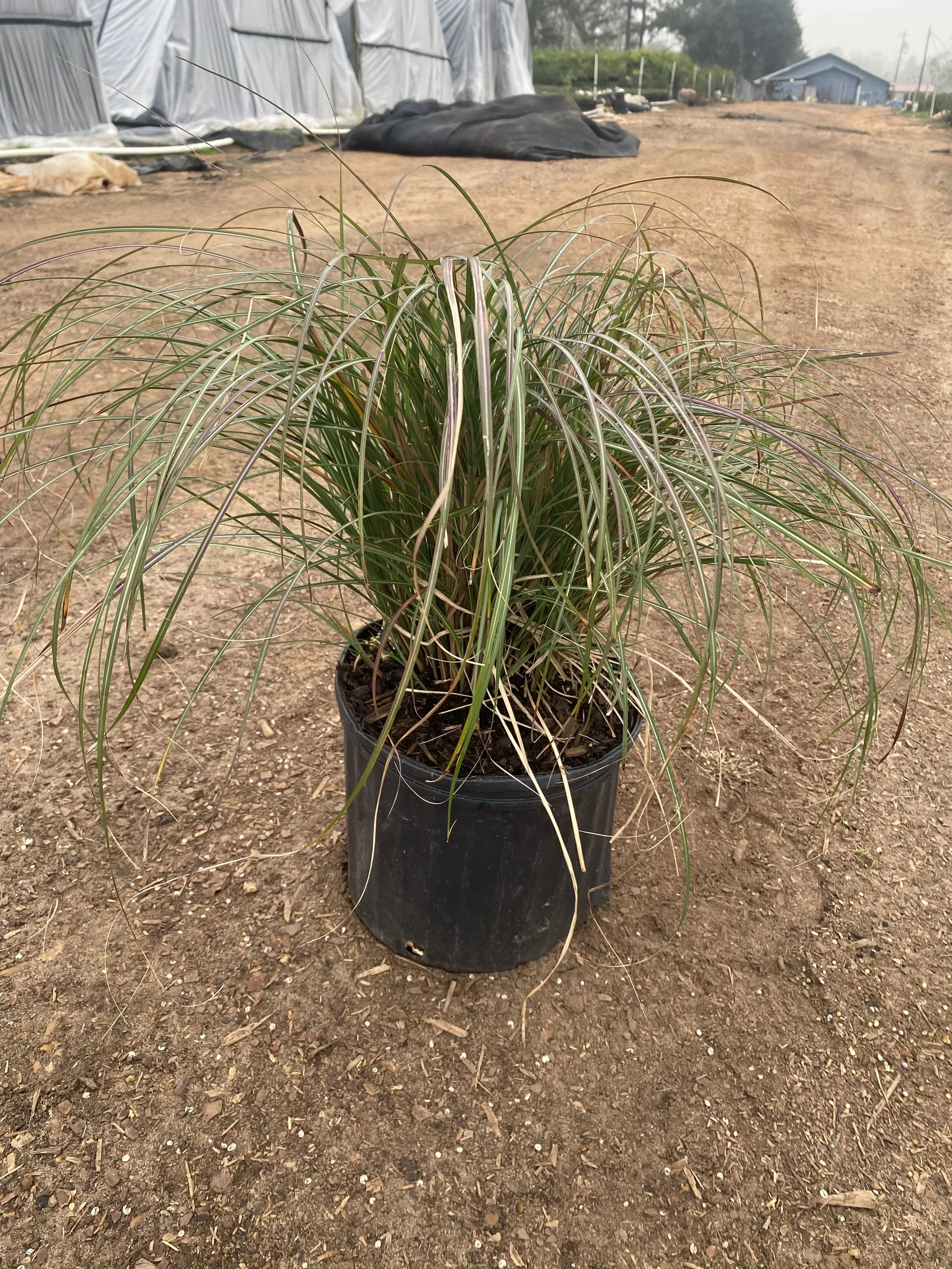 Miscanthus Adagio