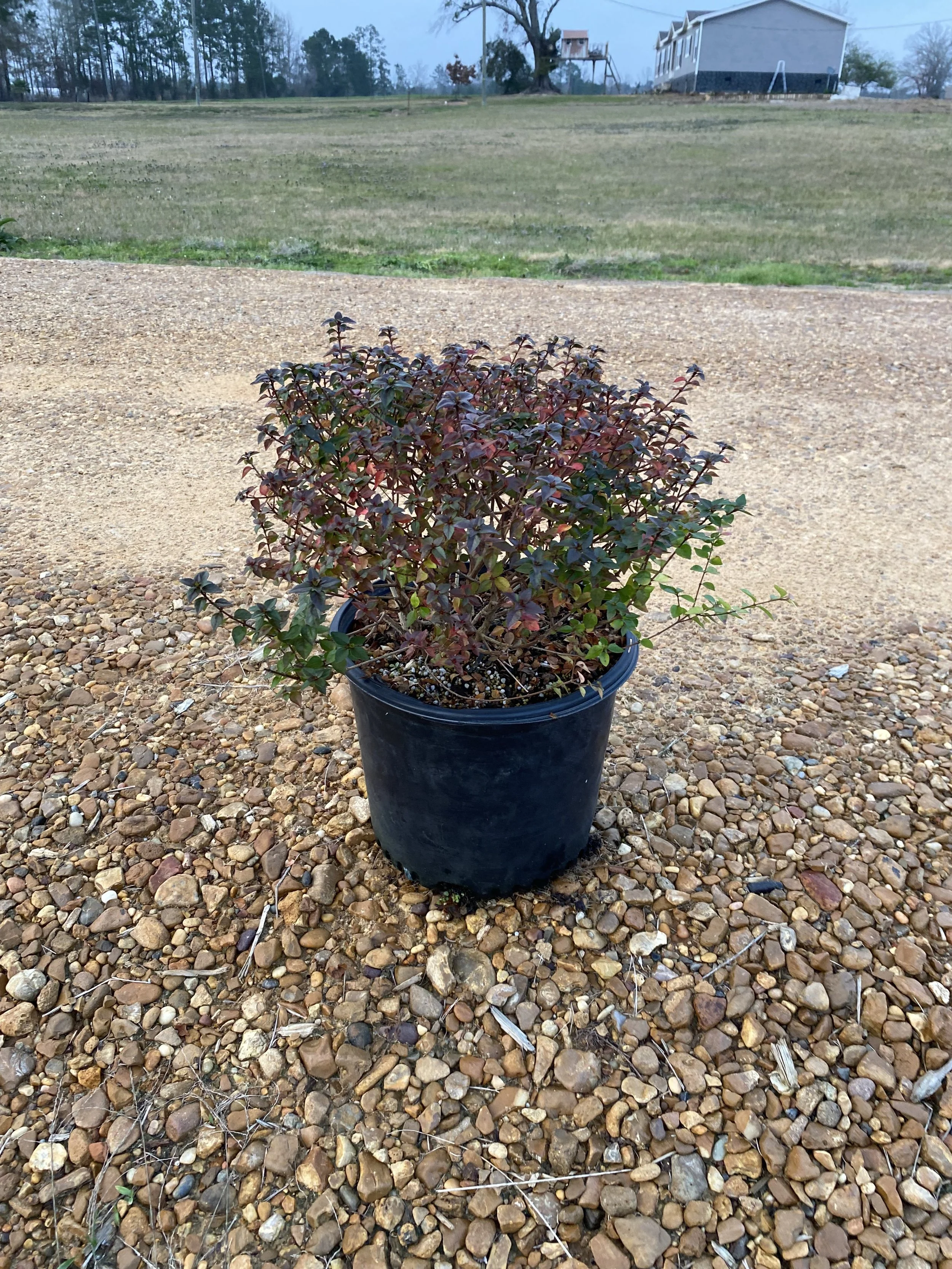 3G Abelia Rose Creek Winter 2025