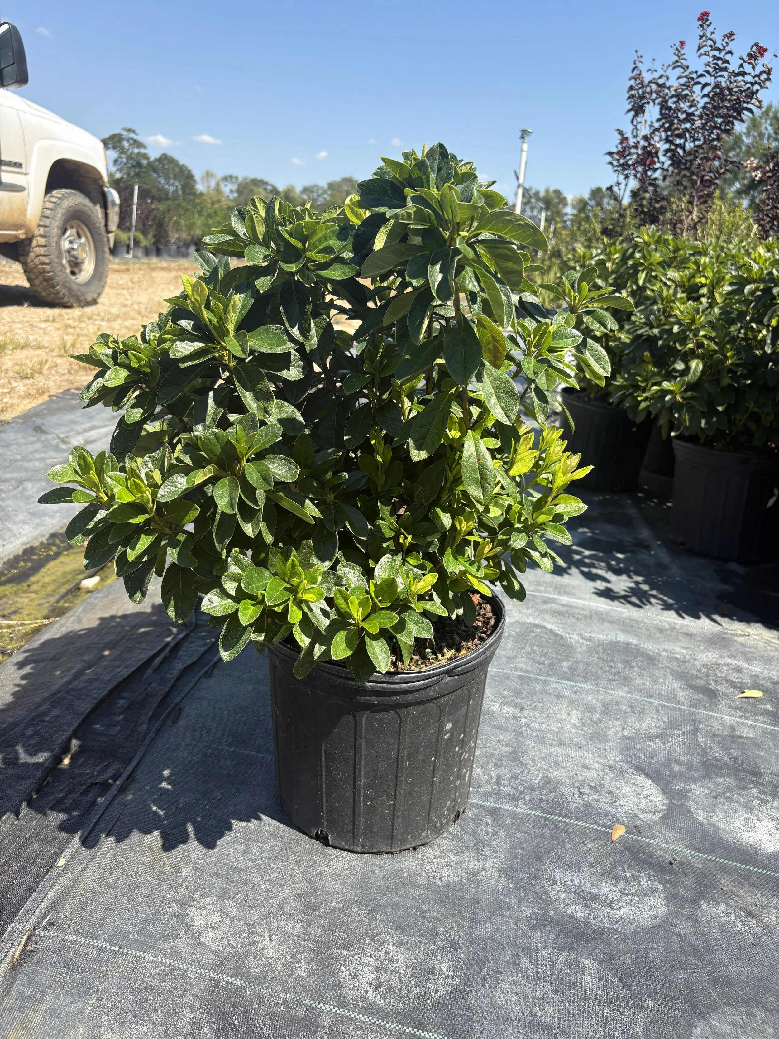 3G Pink Ruffle Azalea Winter 2025