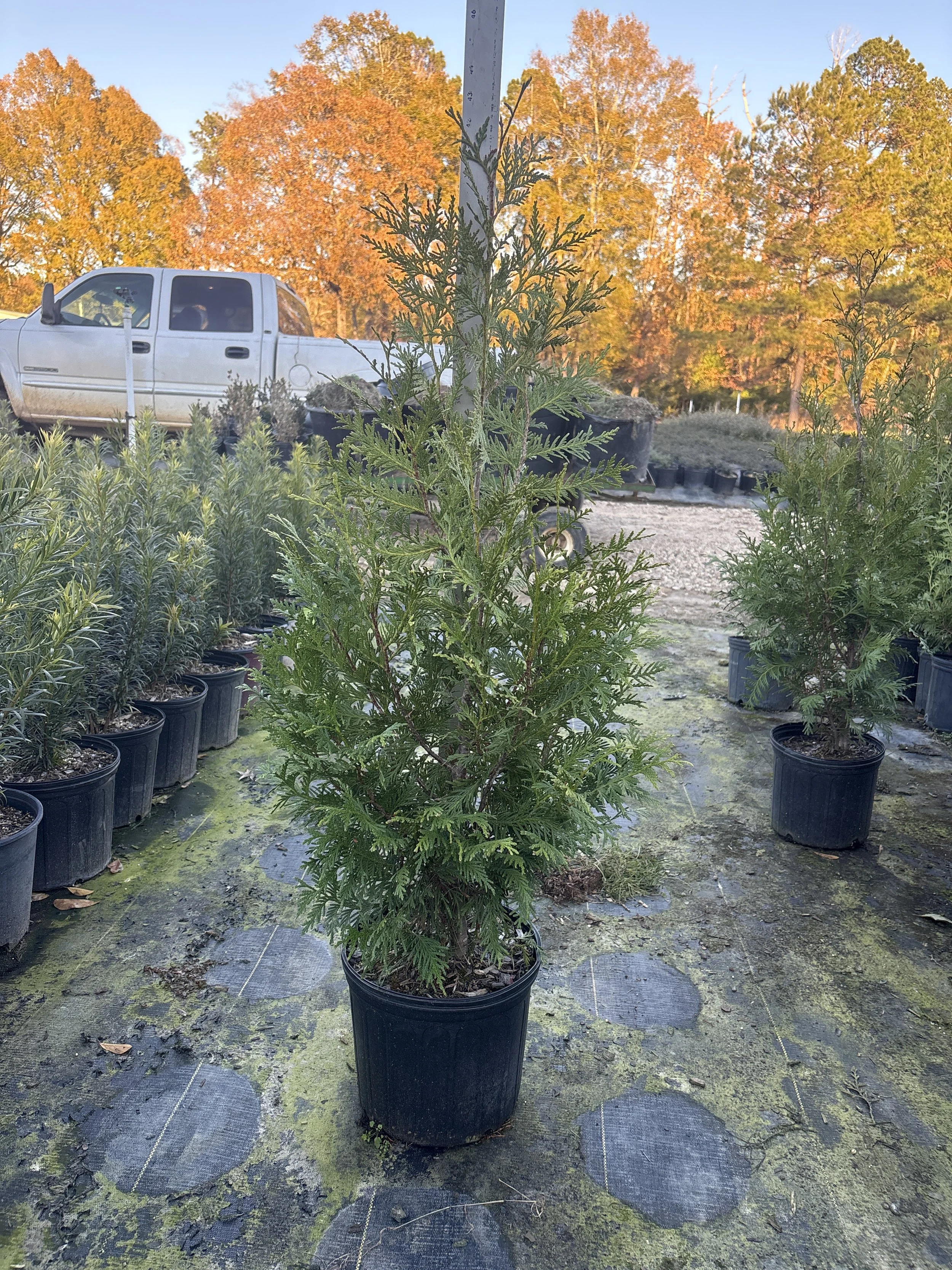 Arborvitae 'Green Giant'