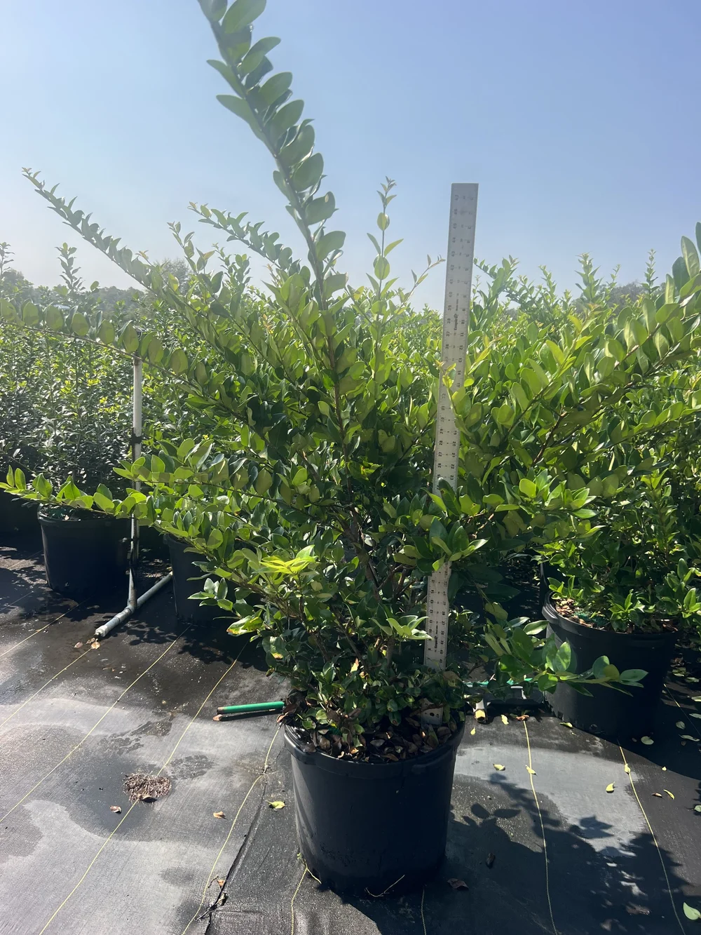 lonicera caerulea honeyberry Blue Sea Honeyberry  Planting Justice