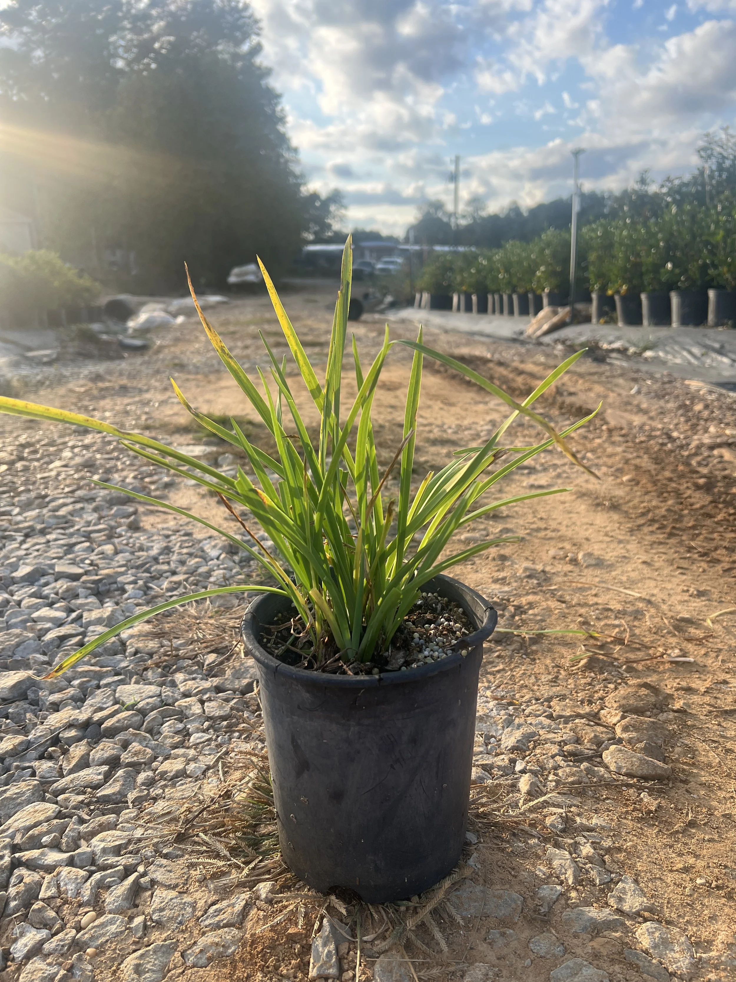 Daylily 'Happy Return'