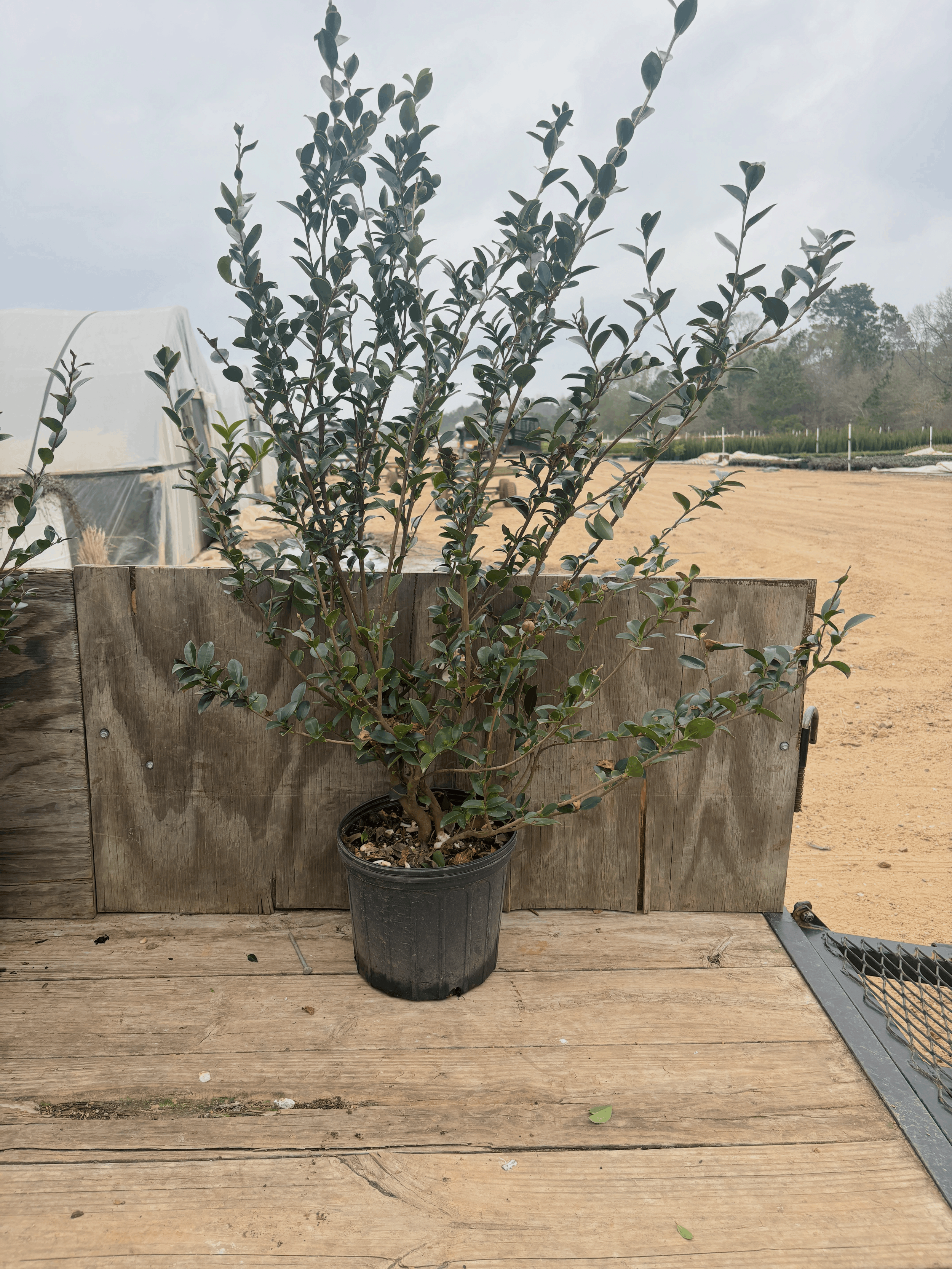 Pink Snow 3g Winter 2025.png