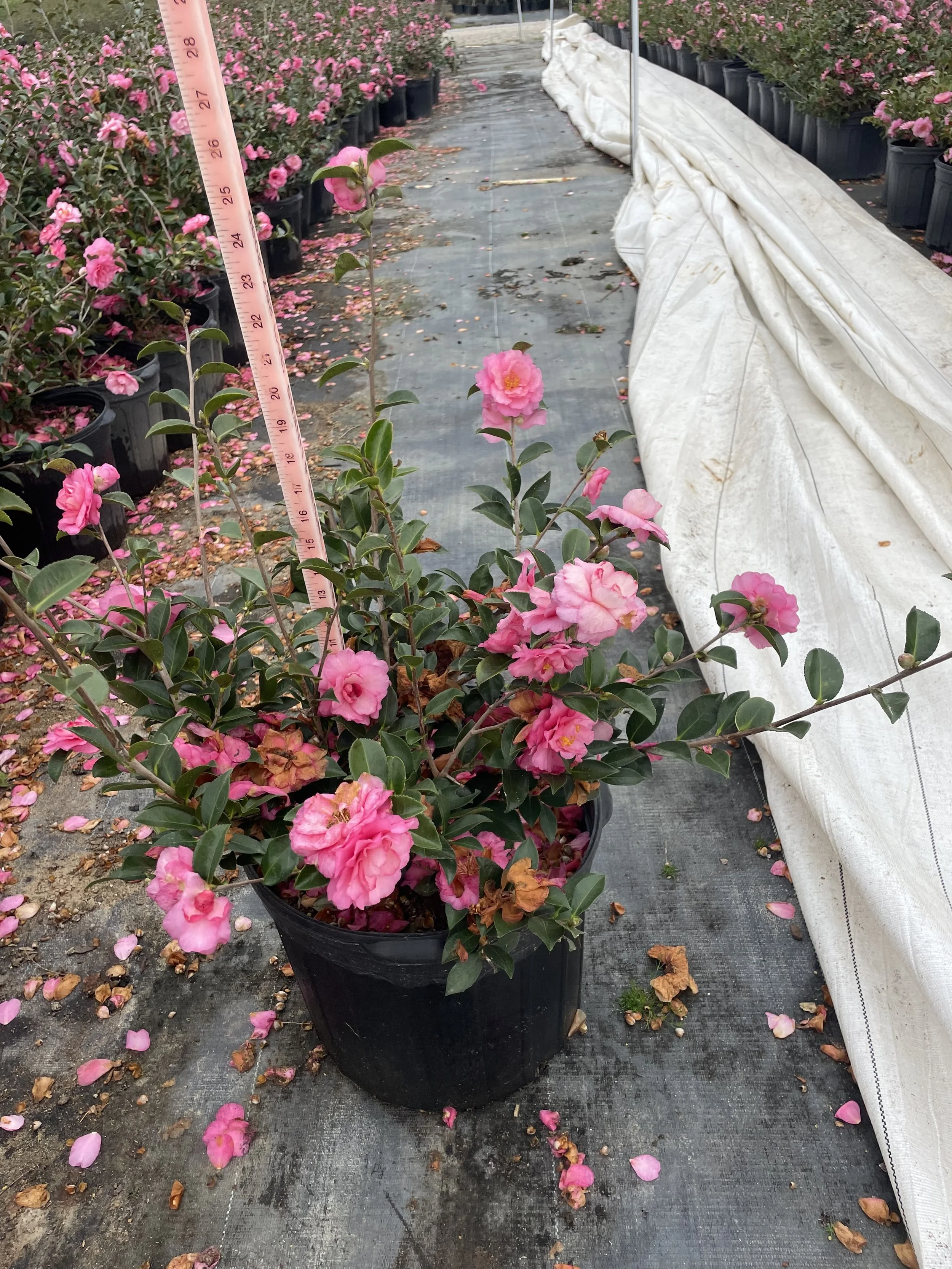 7g Shi Shi Winter 2025.jpg