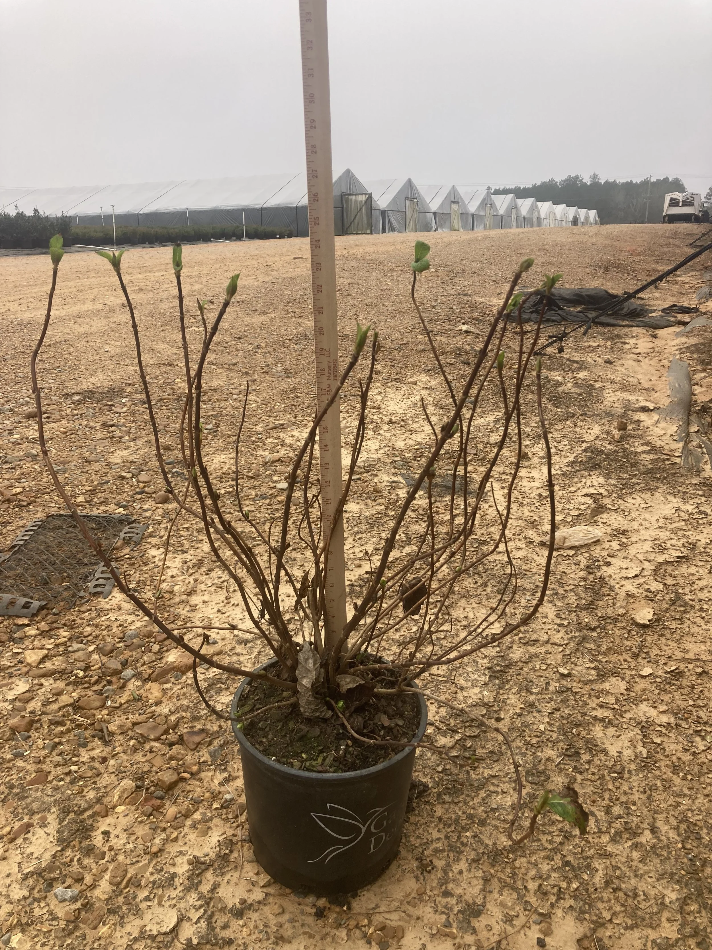 Hydrangea 'Nikko Blue'
