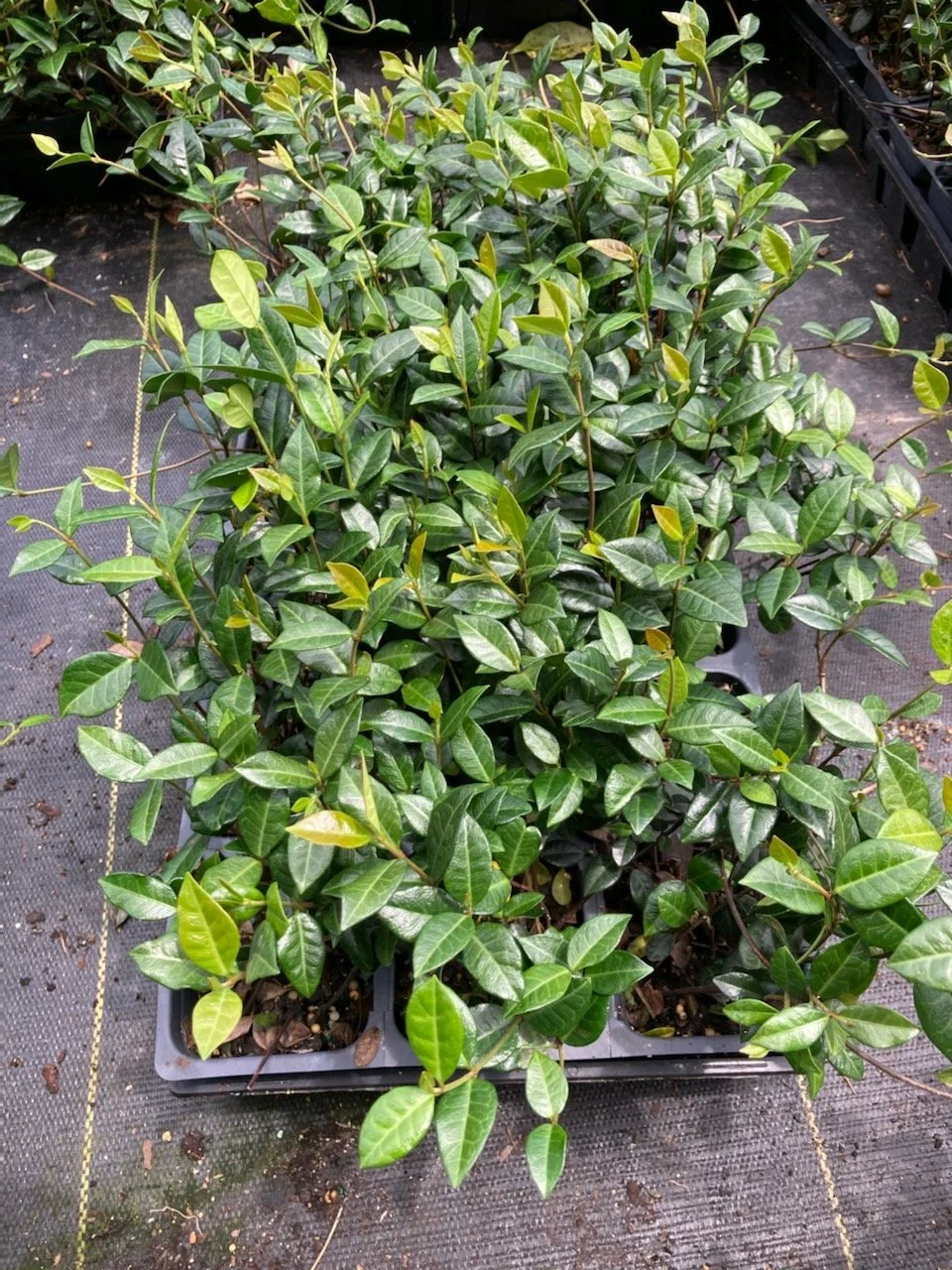 Asian Jasmine — Bayou State Plant Co.
