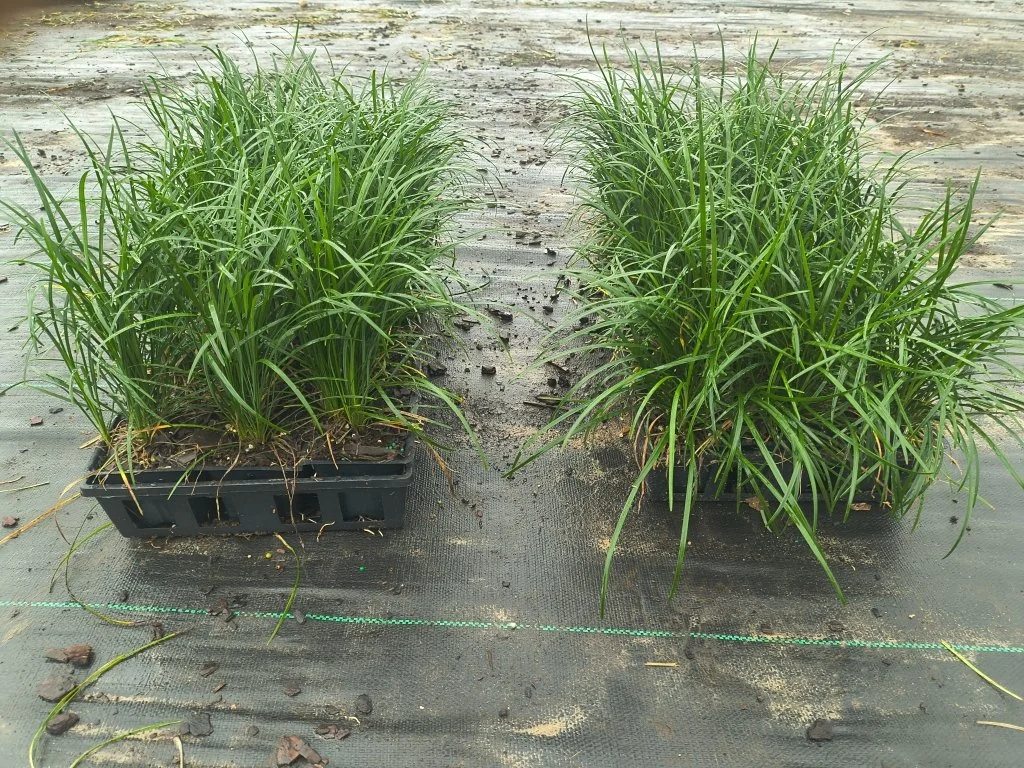 4in Dwarf Mondo Winter 2025.jpeg