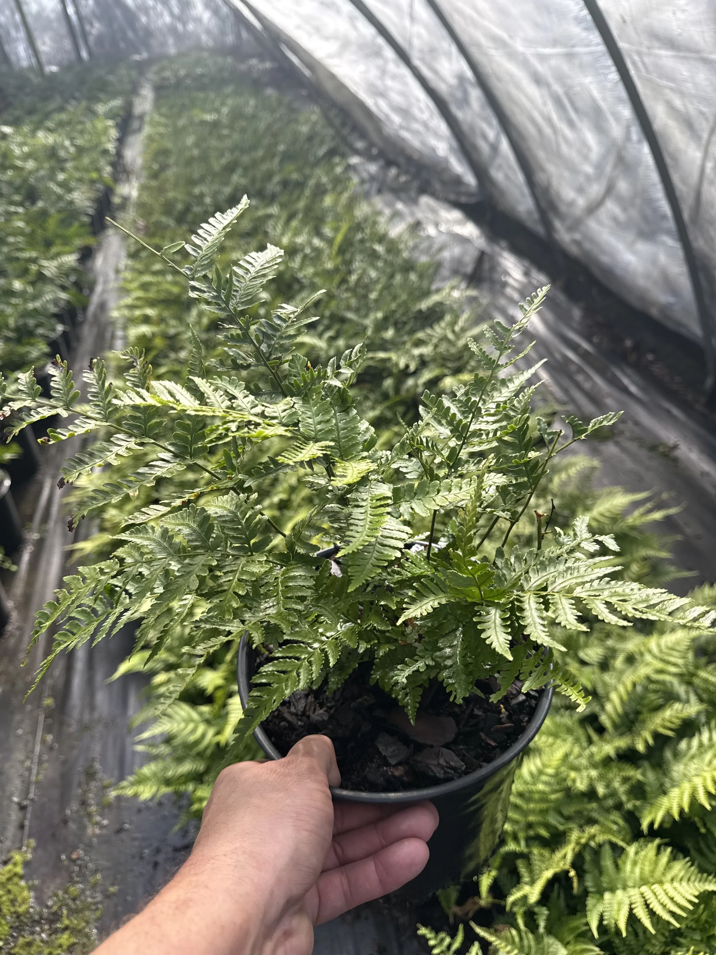 1G Autumn Fern Winter 2025