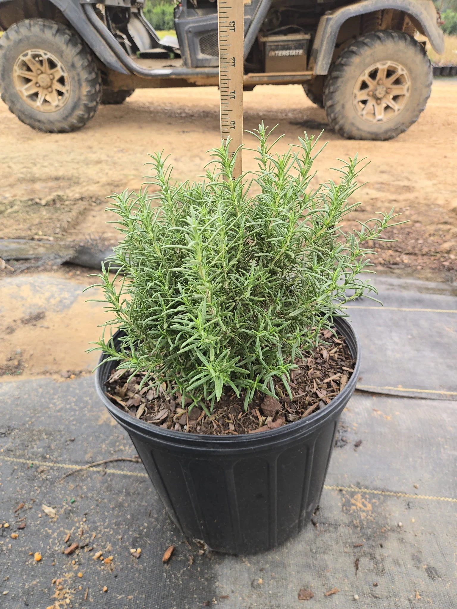 Rosemary 'Upright'