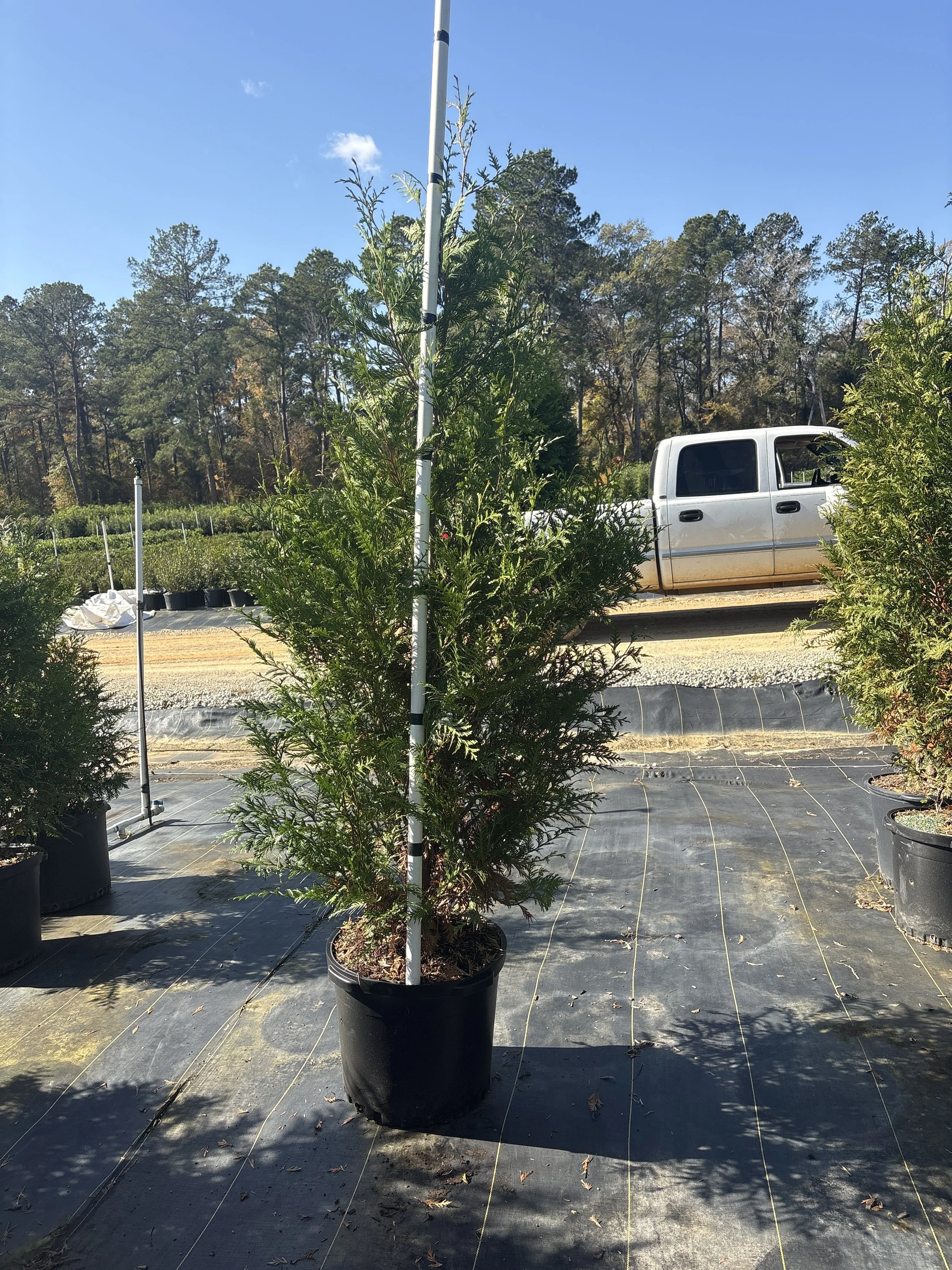15 gallon Arborvitae Green Giant.jpeg
