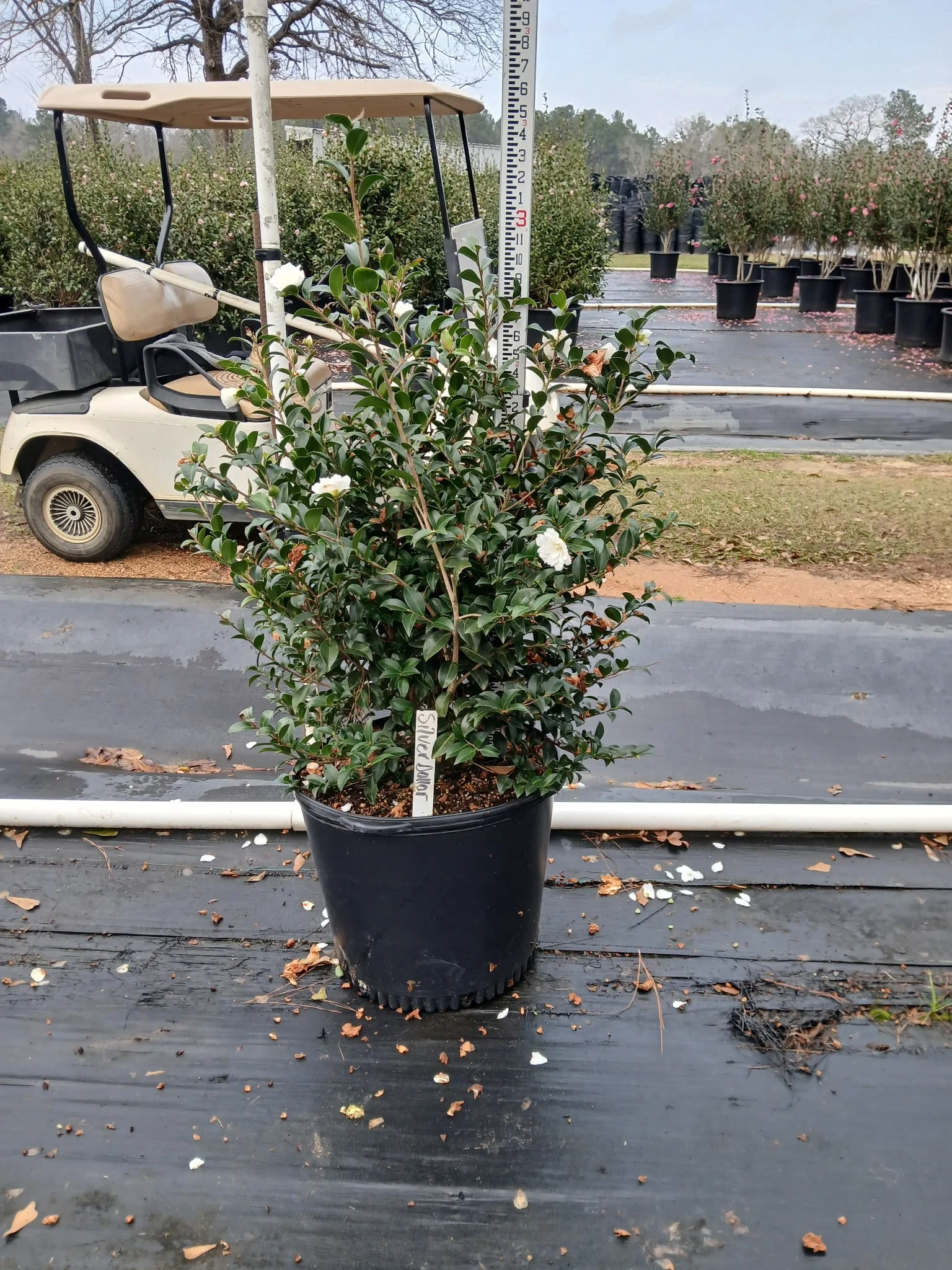 Camellia Sasanqua 'Silver Dollar'