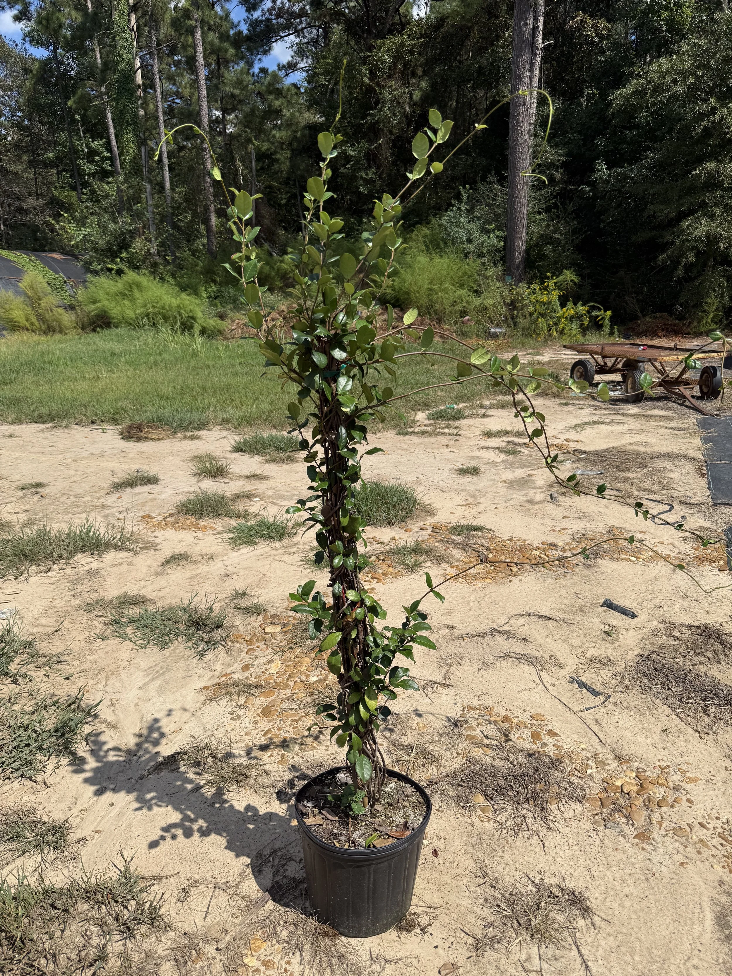 Jasmine ‘Confederate’