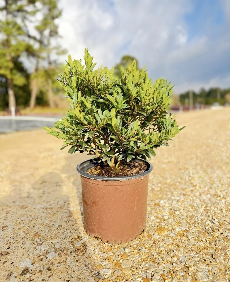 Southern Living® Distylium 'Cast in Bronze'