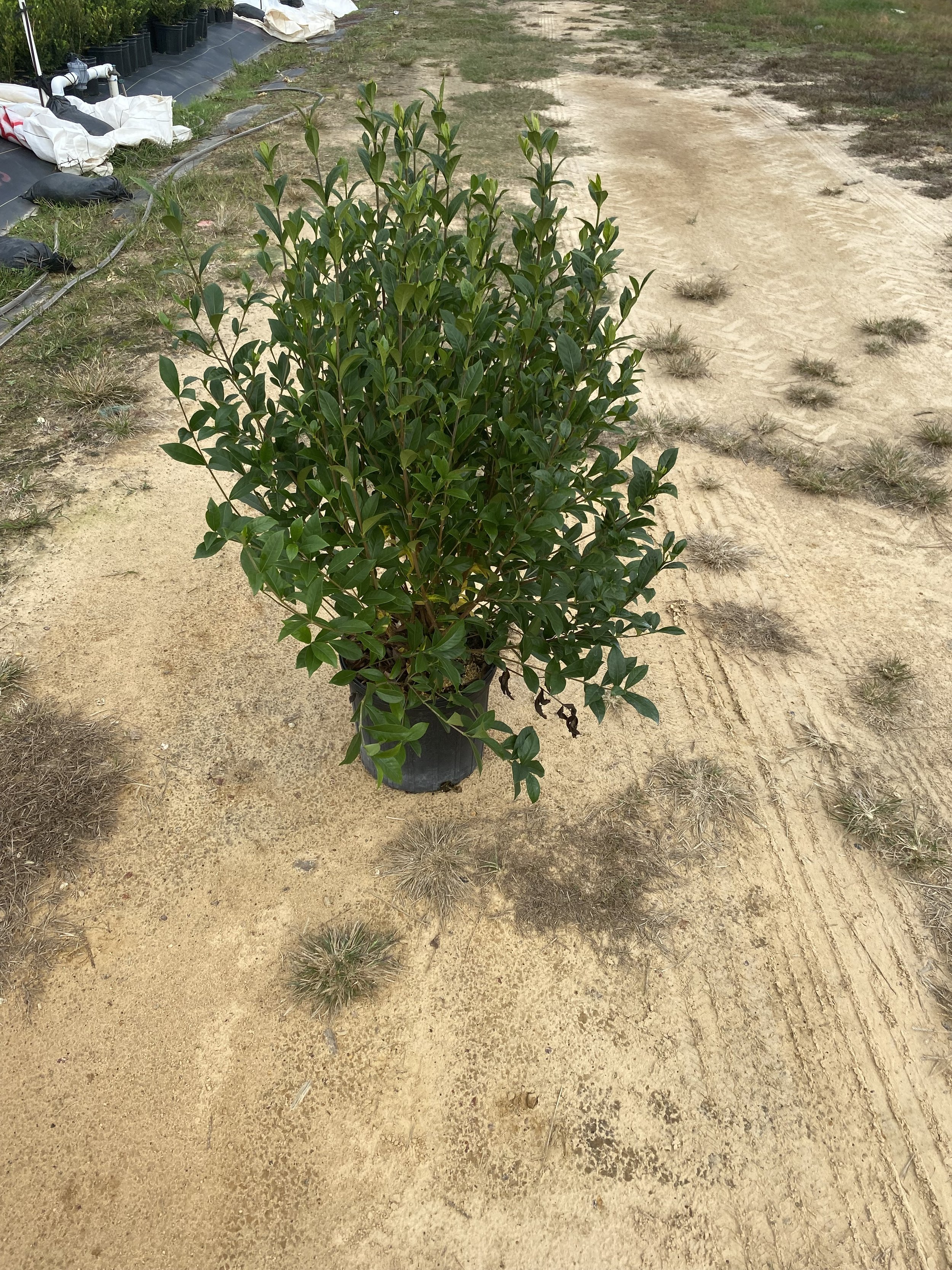 Gardenia ‘August Beauty’