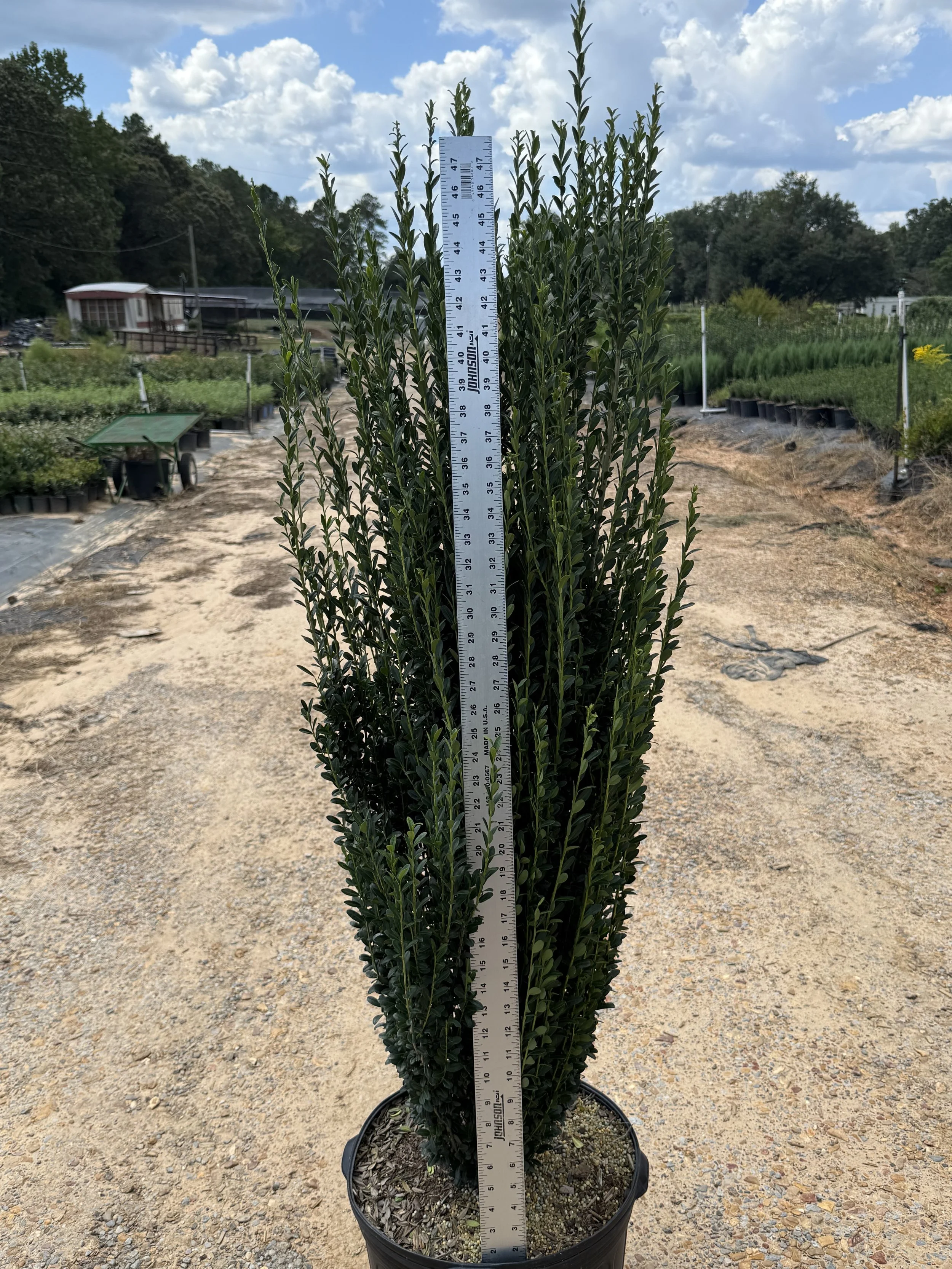 7G Sky Pencil Holly Winter 2025