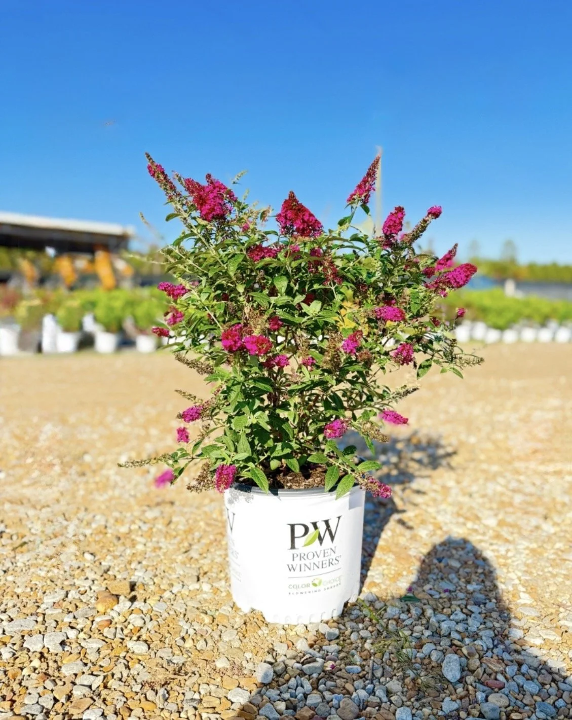 Proven Winners® Buddleia 'Miss Molly'