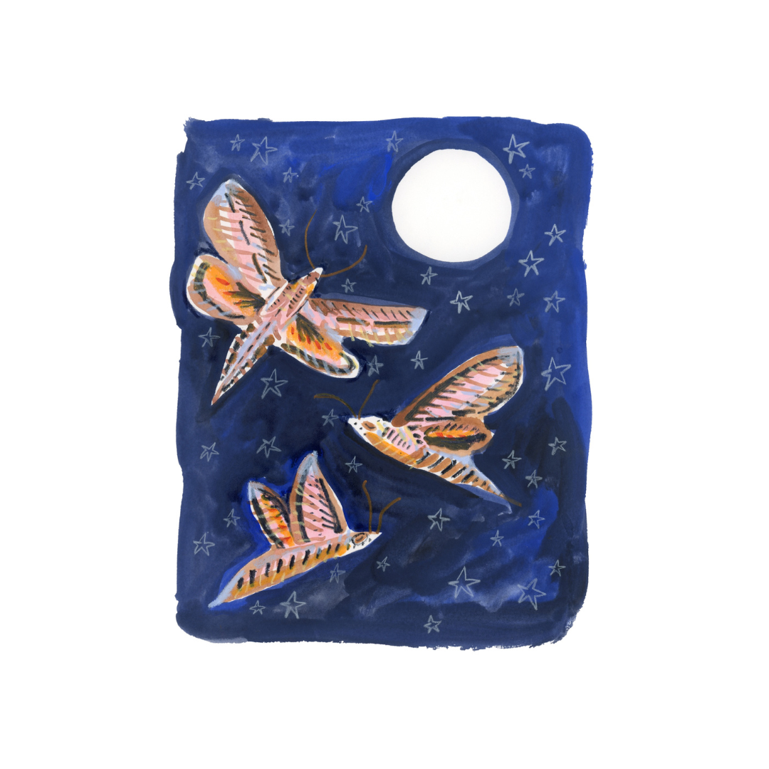 Hummingbird Moths Dancing in the Moonlight | Giclée Print | Melissa Lakey