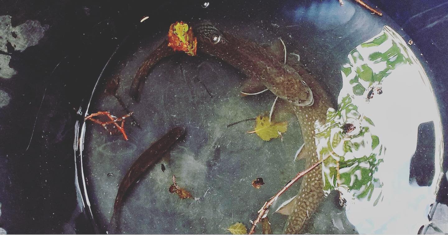 Does eDNA fish sampling work in our small, fast flowing foothill streams?

Head over to our blog to learn from @radikally experiences and findings from our field work last summer.
