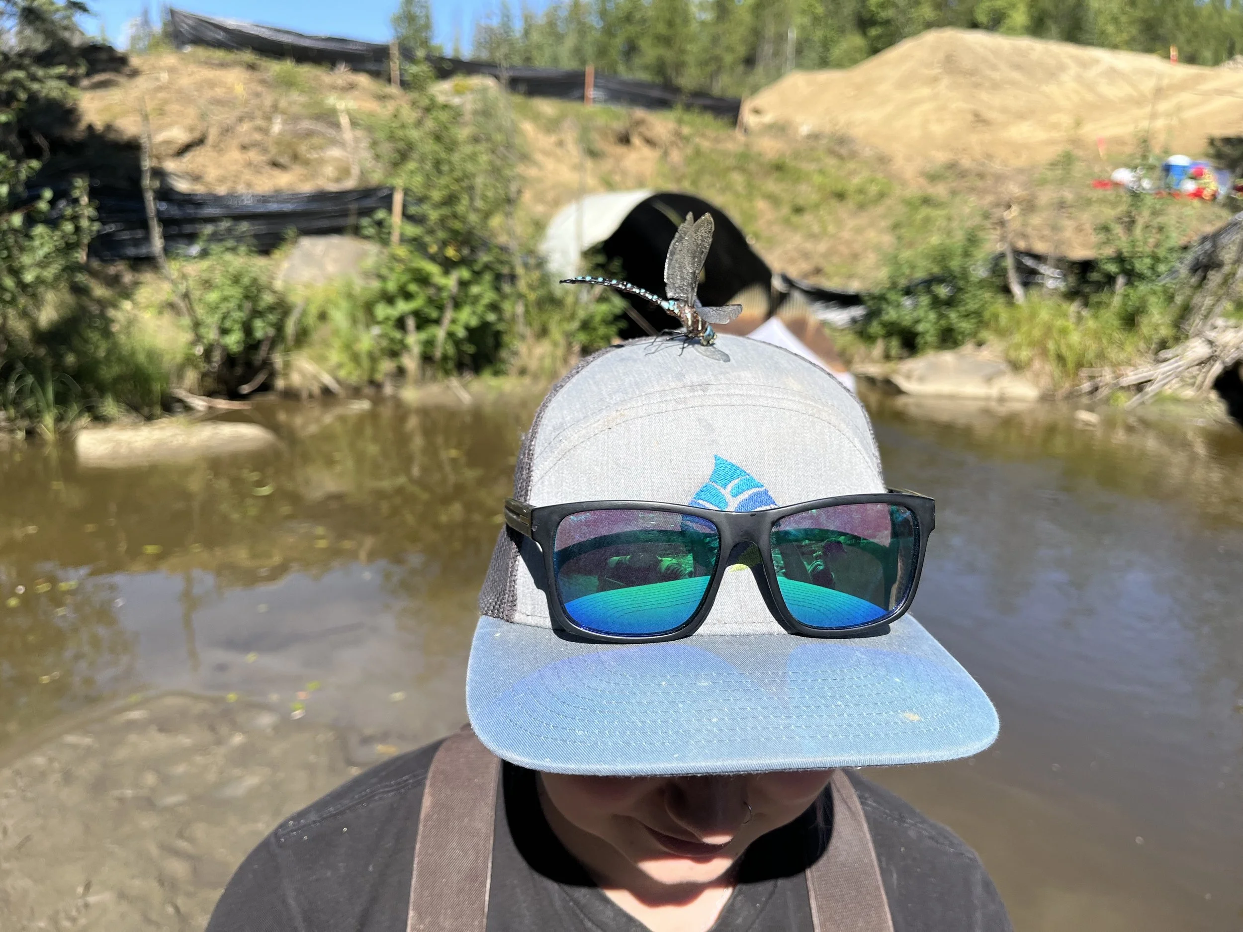 Dragon fly Kim Field Social.jpeg