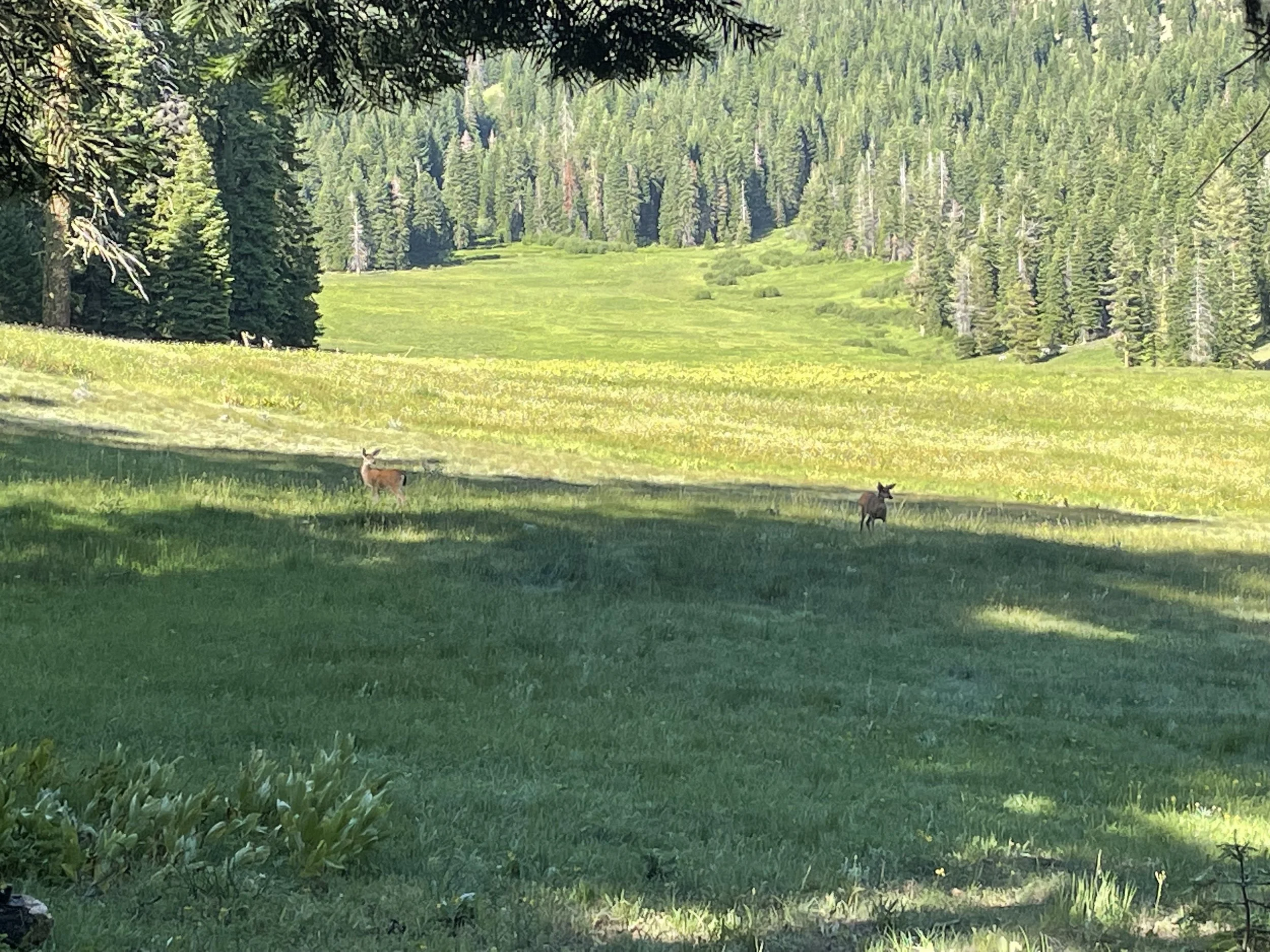 Cheryl & Darryl the deer