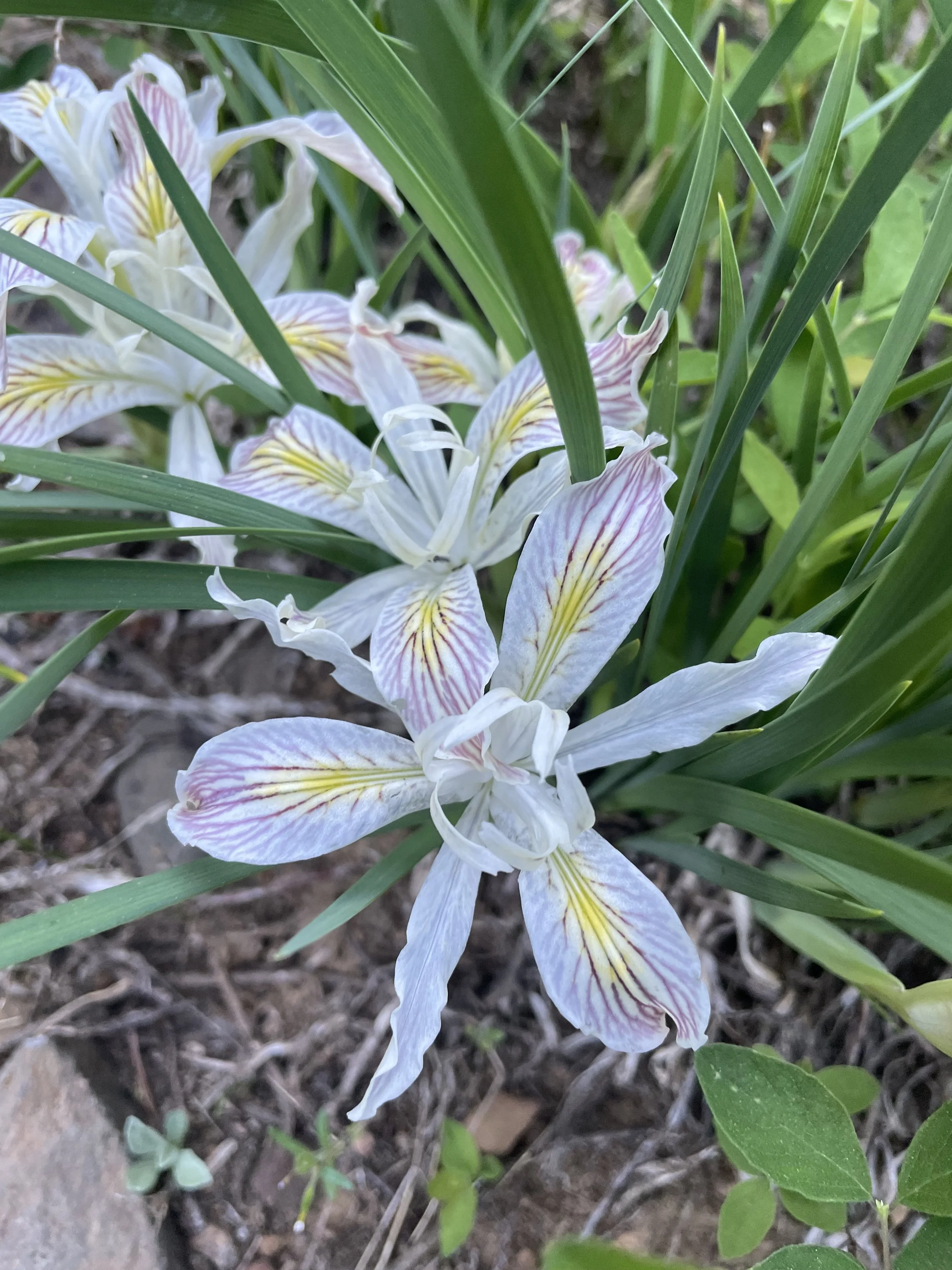 First flower in Oregon