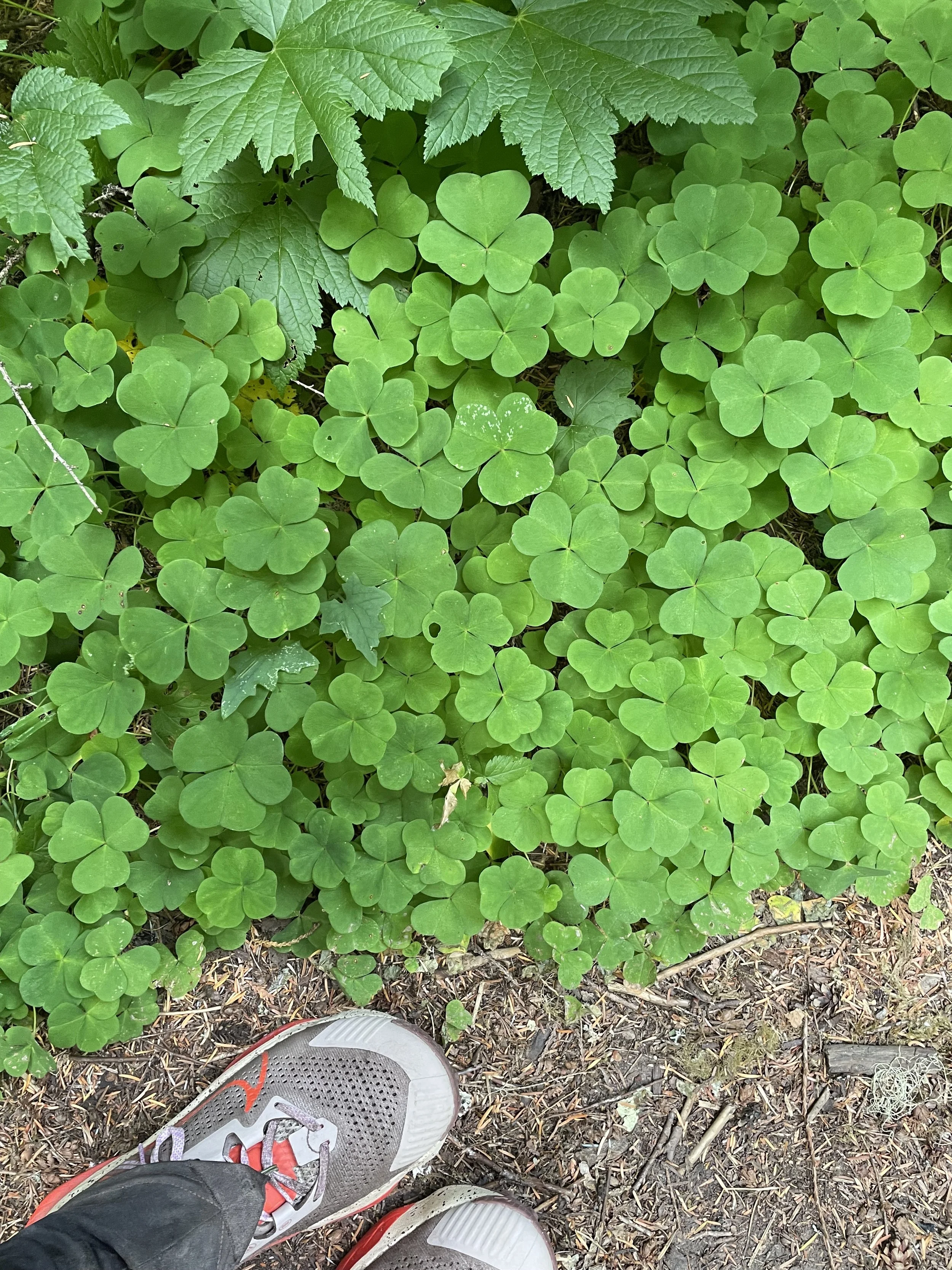 The biggest clovers I've ever seen!