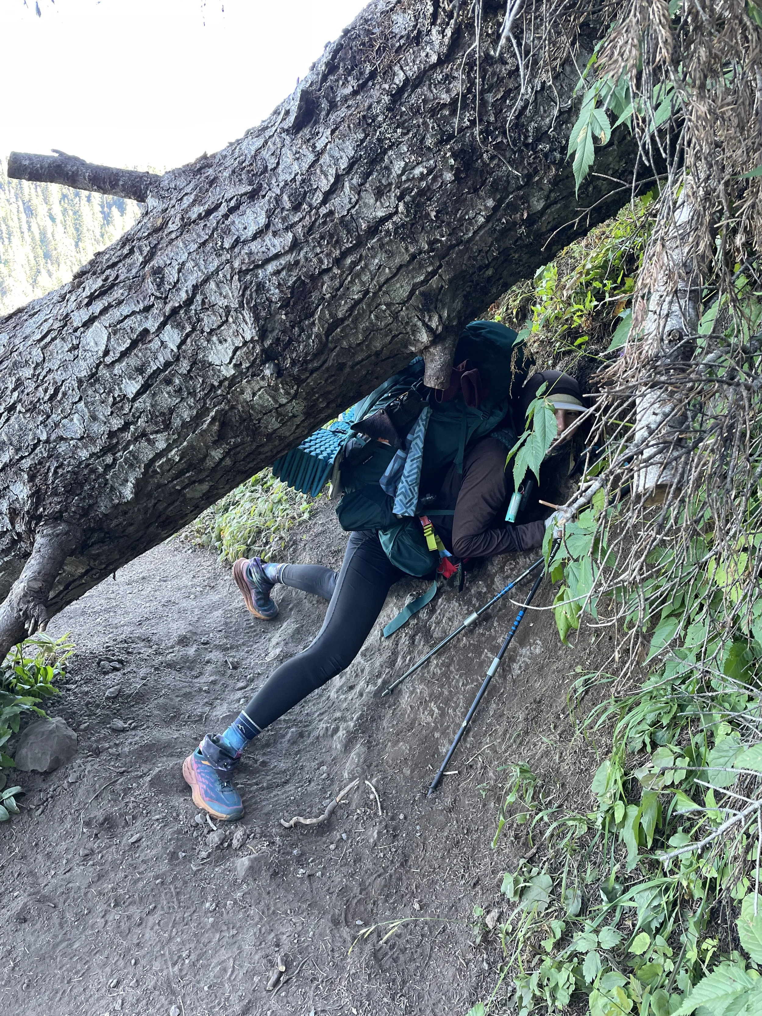 Ziploc attempting to slide underneath a blowdown