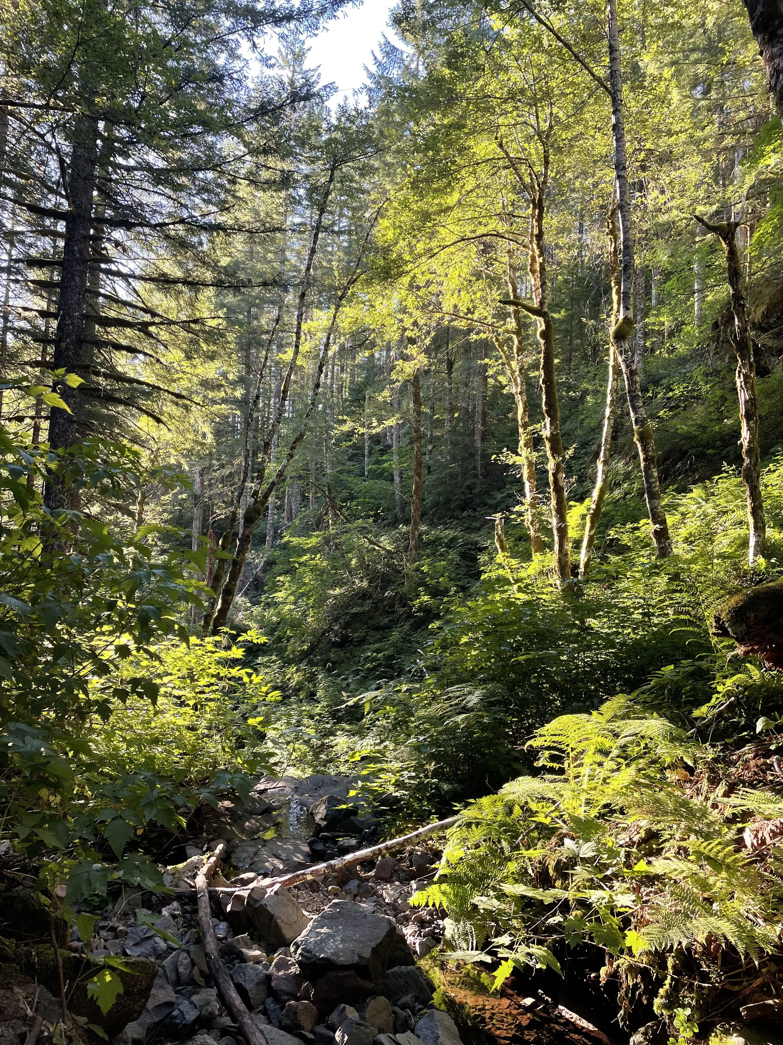 The sun rising above the trees