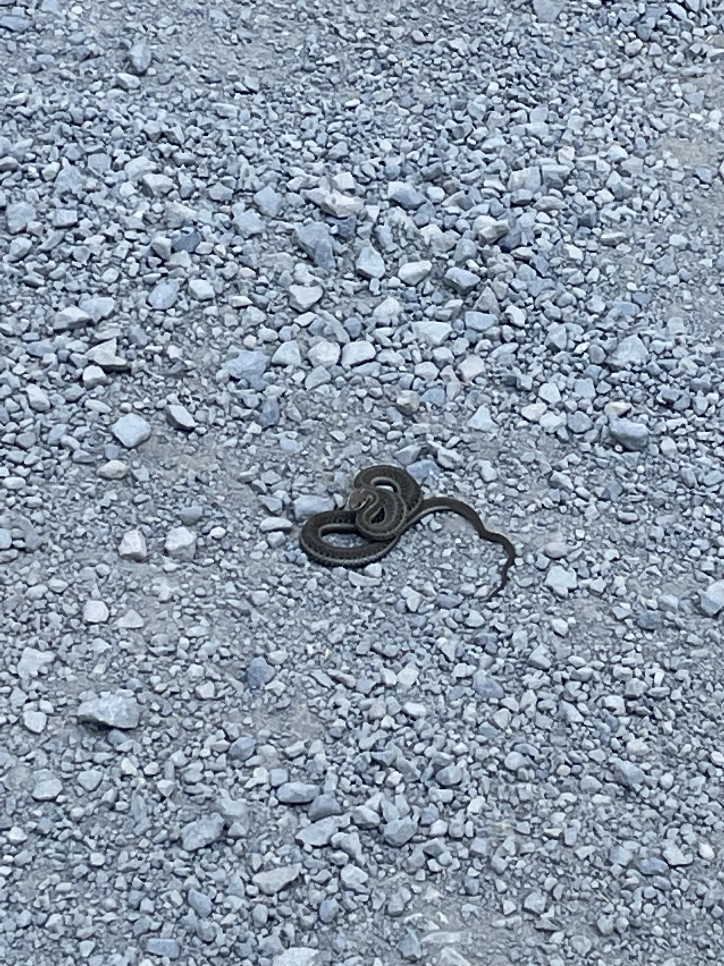 A baby rattlesnake!
