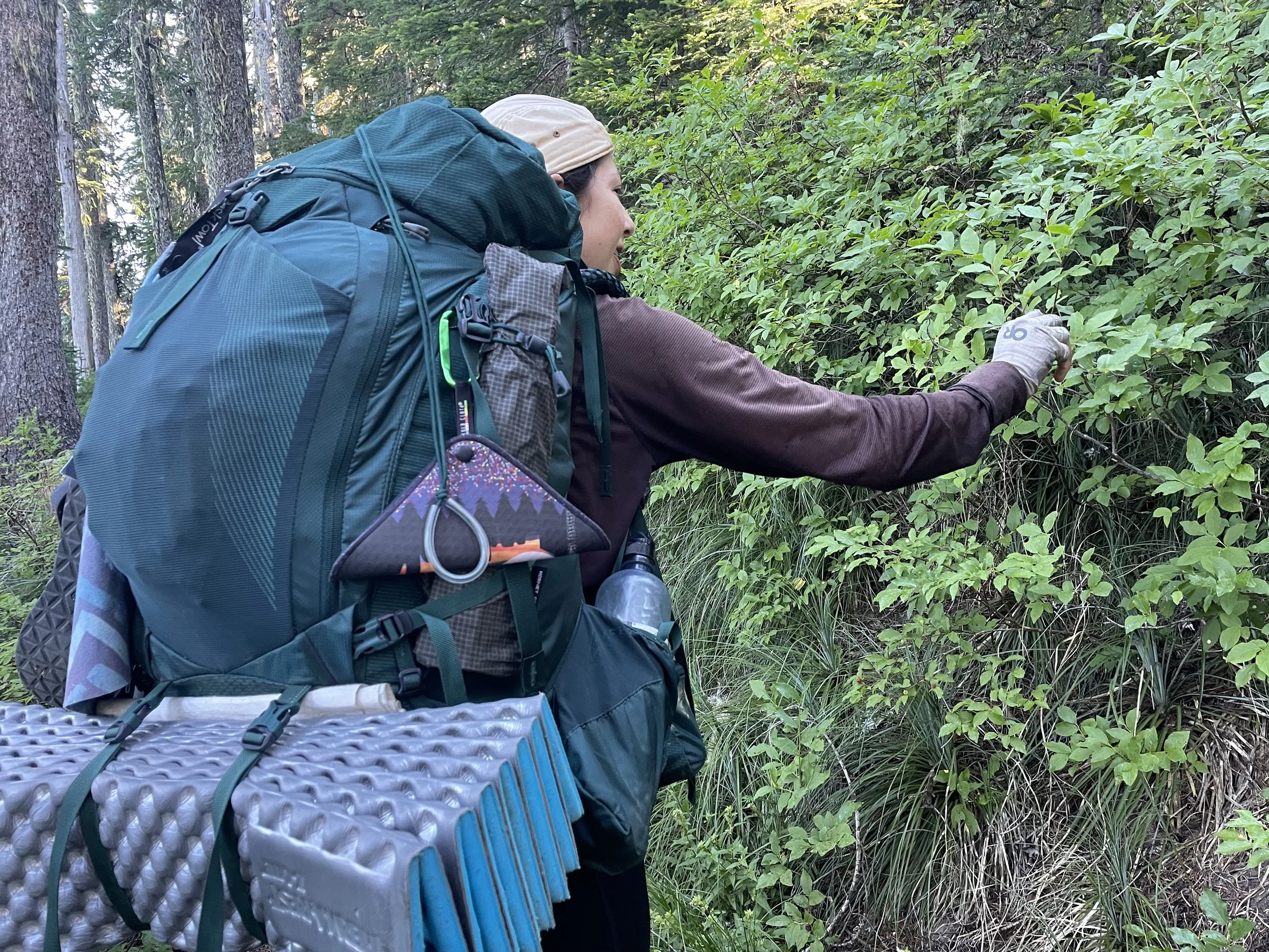 Picking huckleberries