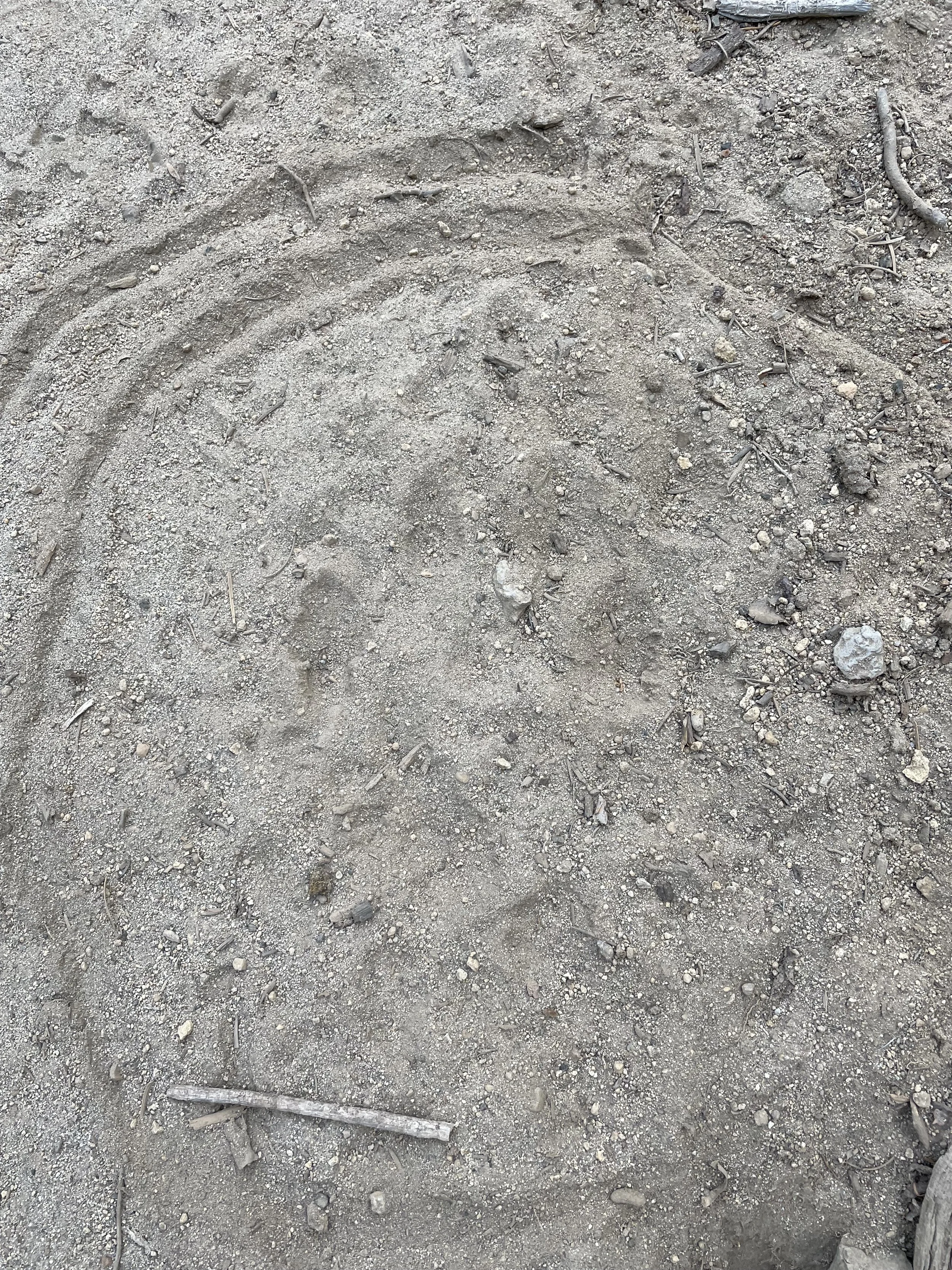 Some sort of animal print - maybe a cougar?